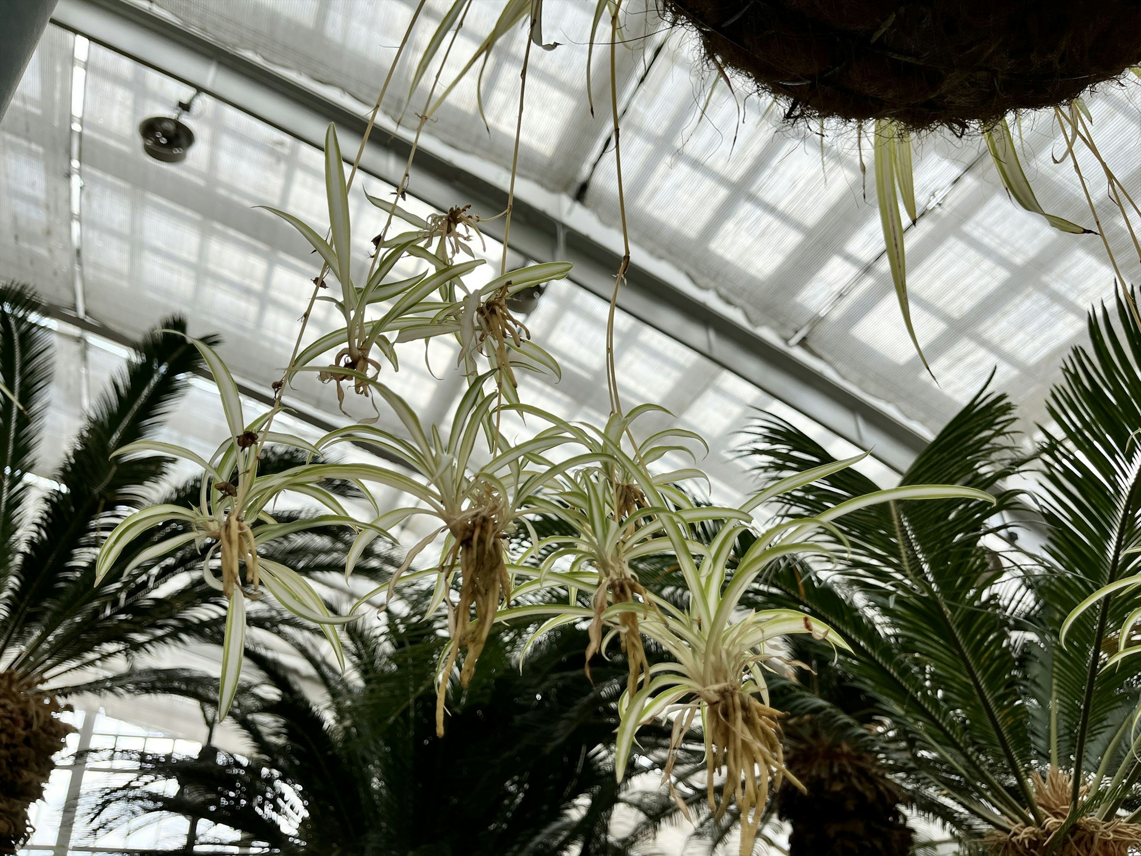 Plantas aéreas colgantes con hojas largas bajo un techo de vidrio