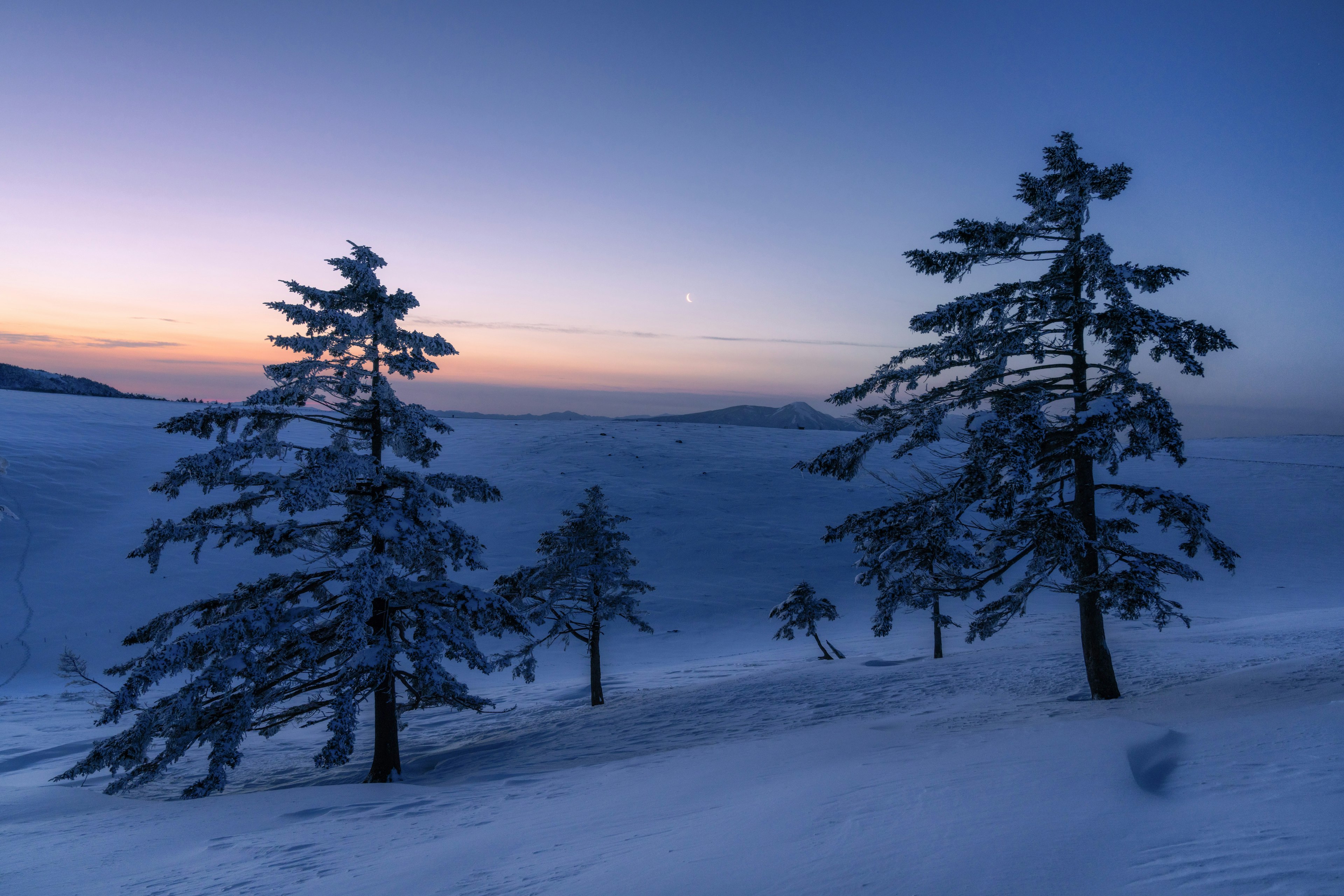 冬季景觀，雪覆蓋的樹木和黃昏的天空