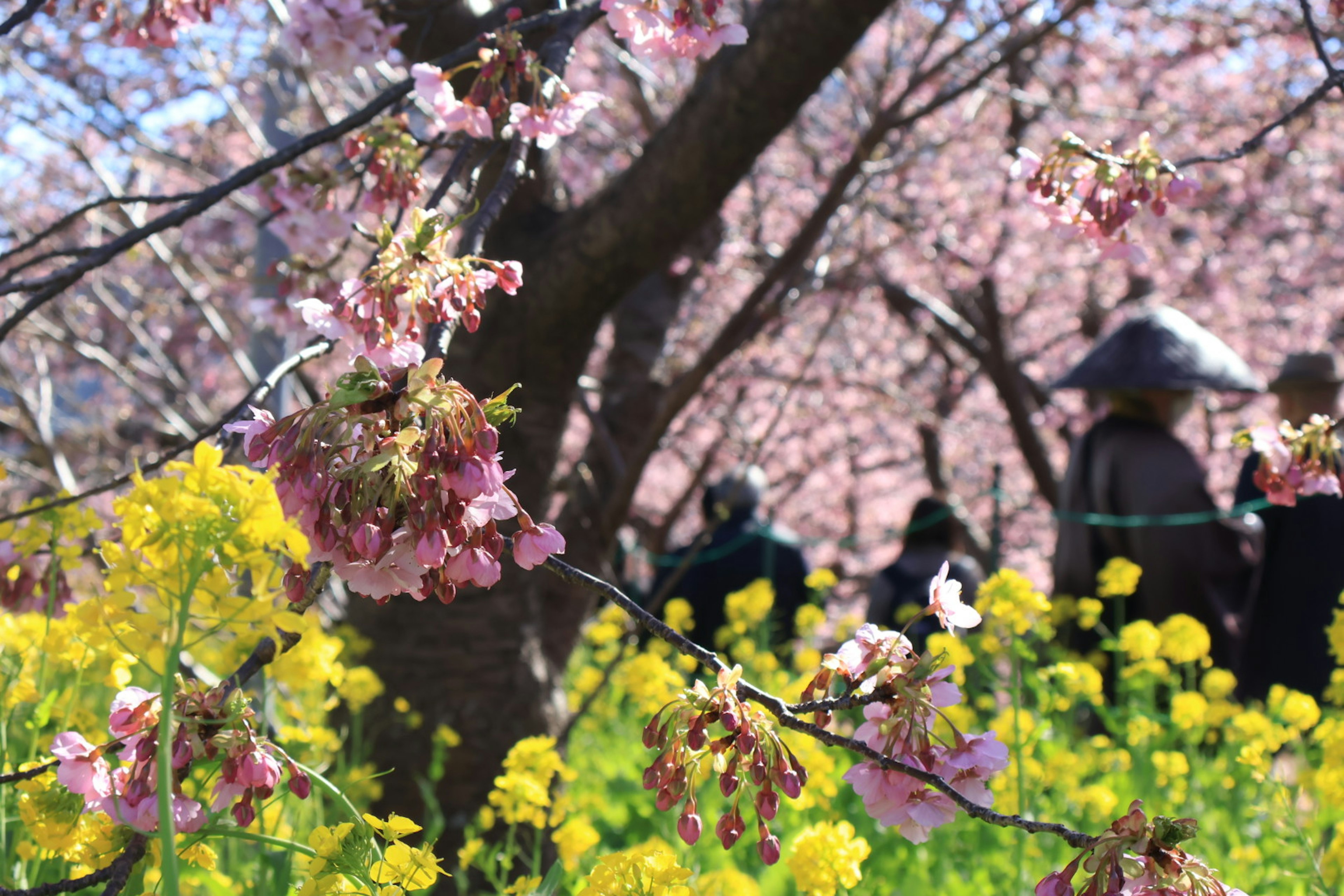 Fiori di ciliegio e fiori di colza in fiore con figure sfocate sullo sfondo