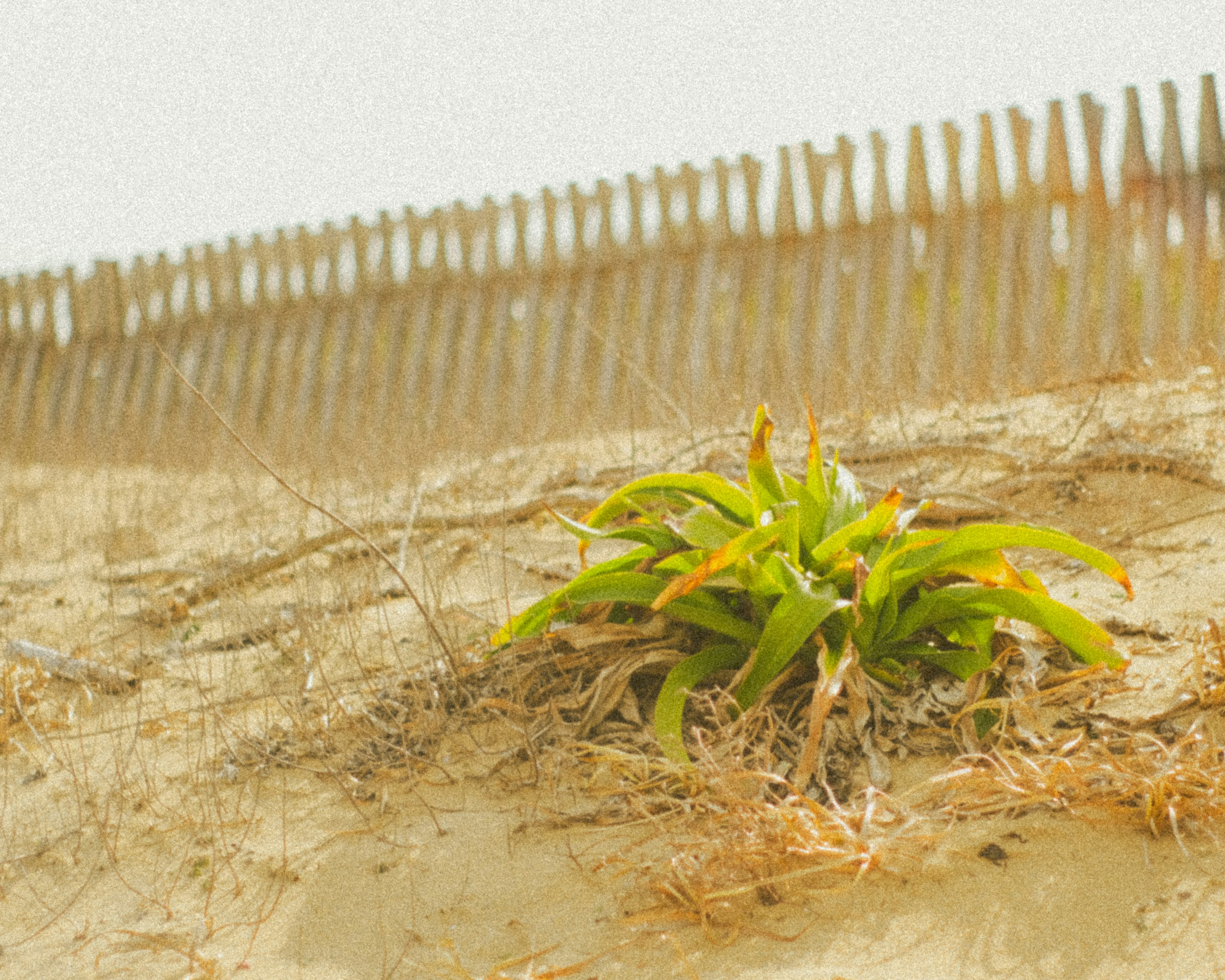 Grüne Pflanze, die auf einer Sanddüne mit Holzzaun im Hintergrund wächst