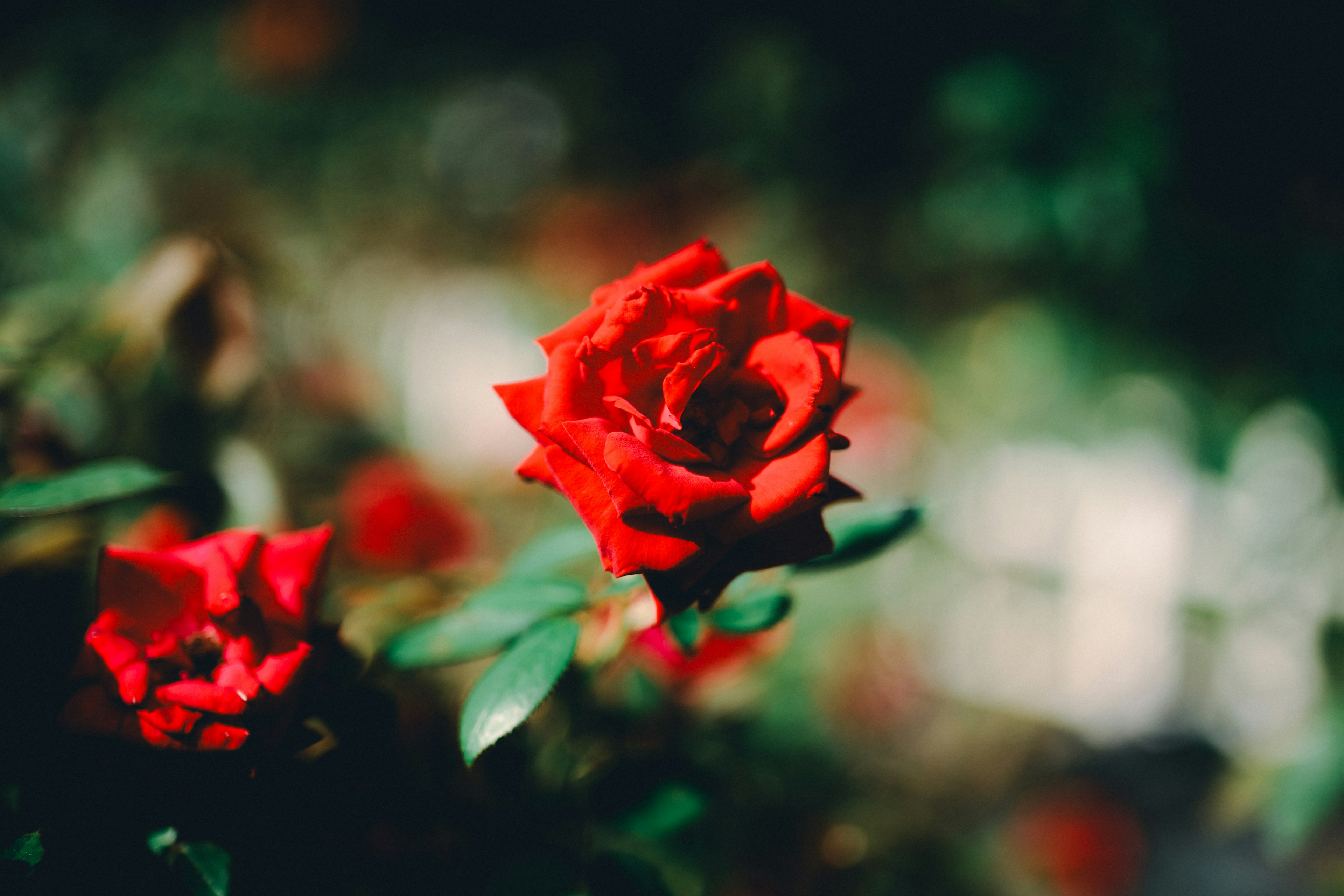 鮮やかな赤いバラの花が背景の緑の葉とともに映える