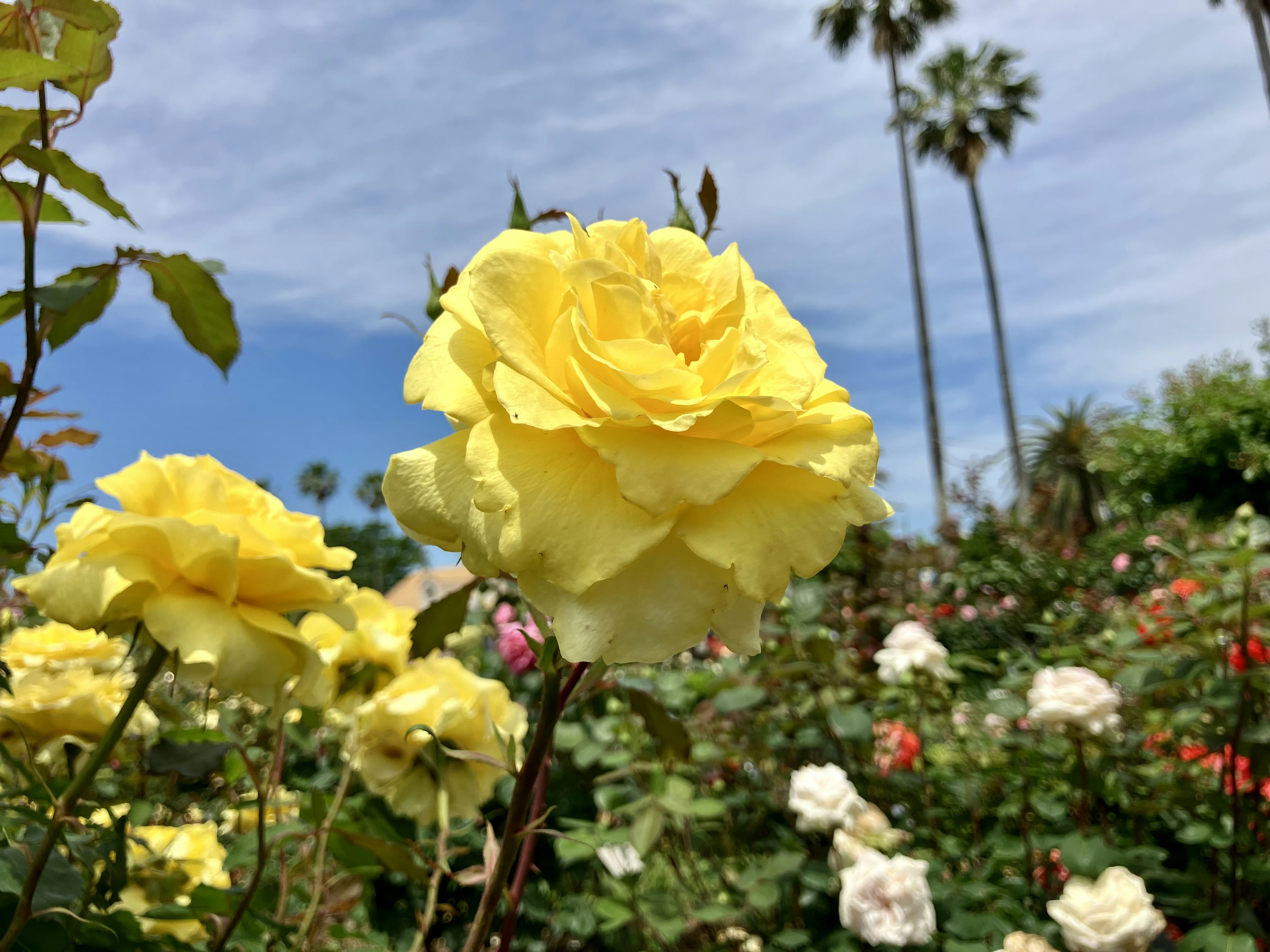 黄色のバラの花と背景のヤシの木が映える美しい庭の風景