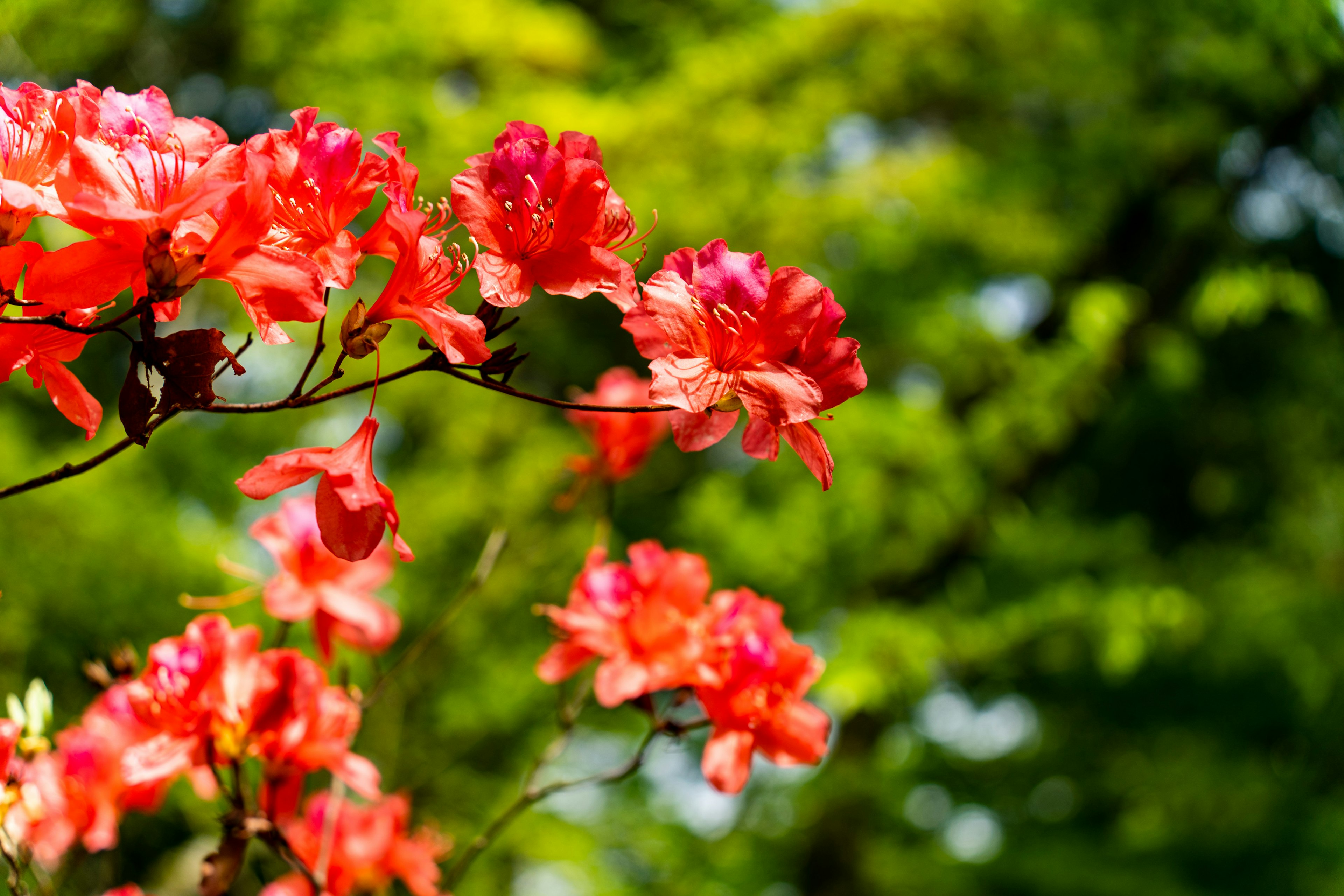 Flores rojas vibrantes floreciendo en una rama con fondo verde