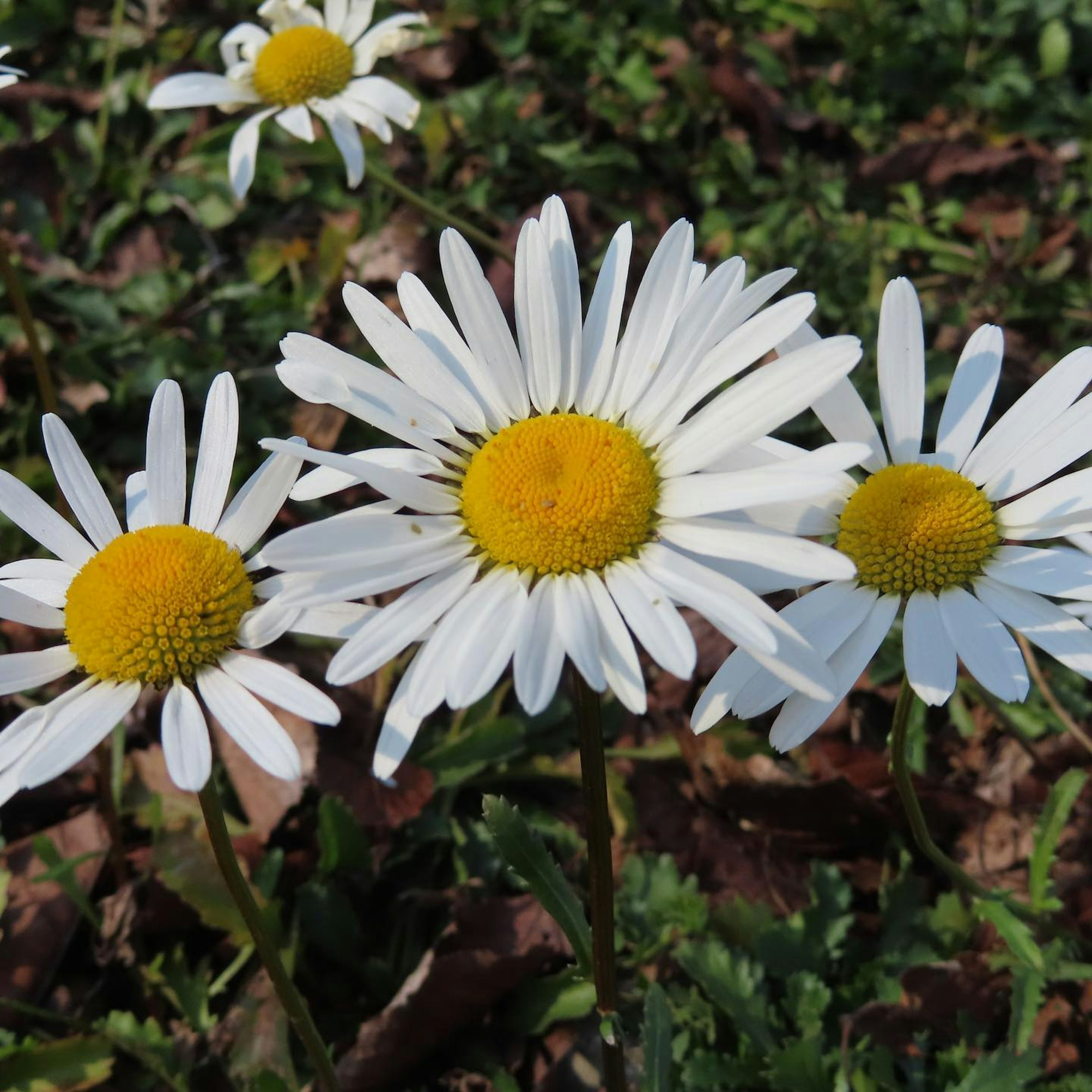 Daisies with white petals and yellow centers arranged in a row