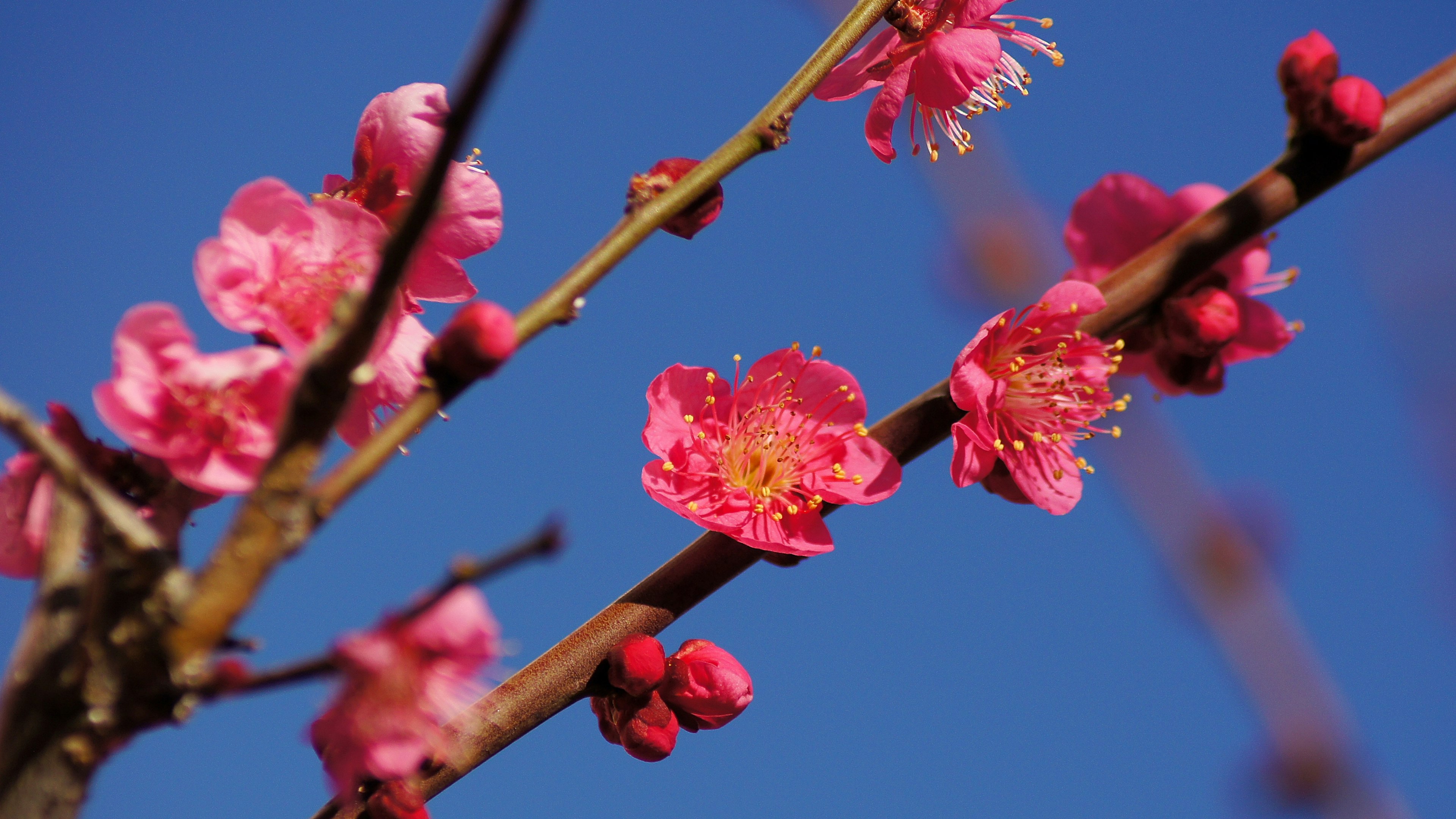 Vibrant pink peach blossoms and buds against a clear blue sky