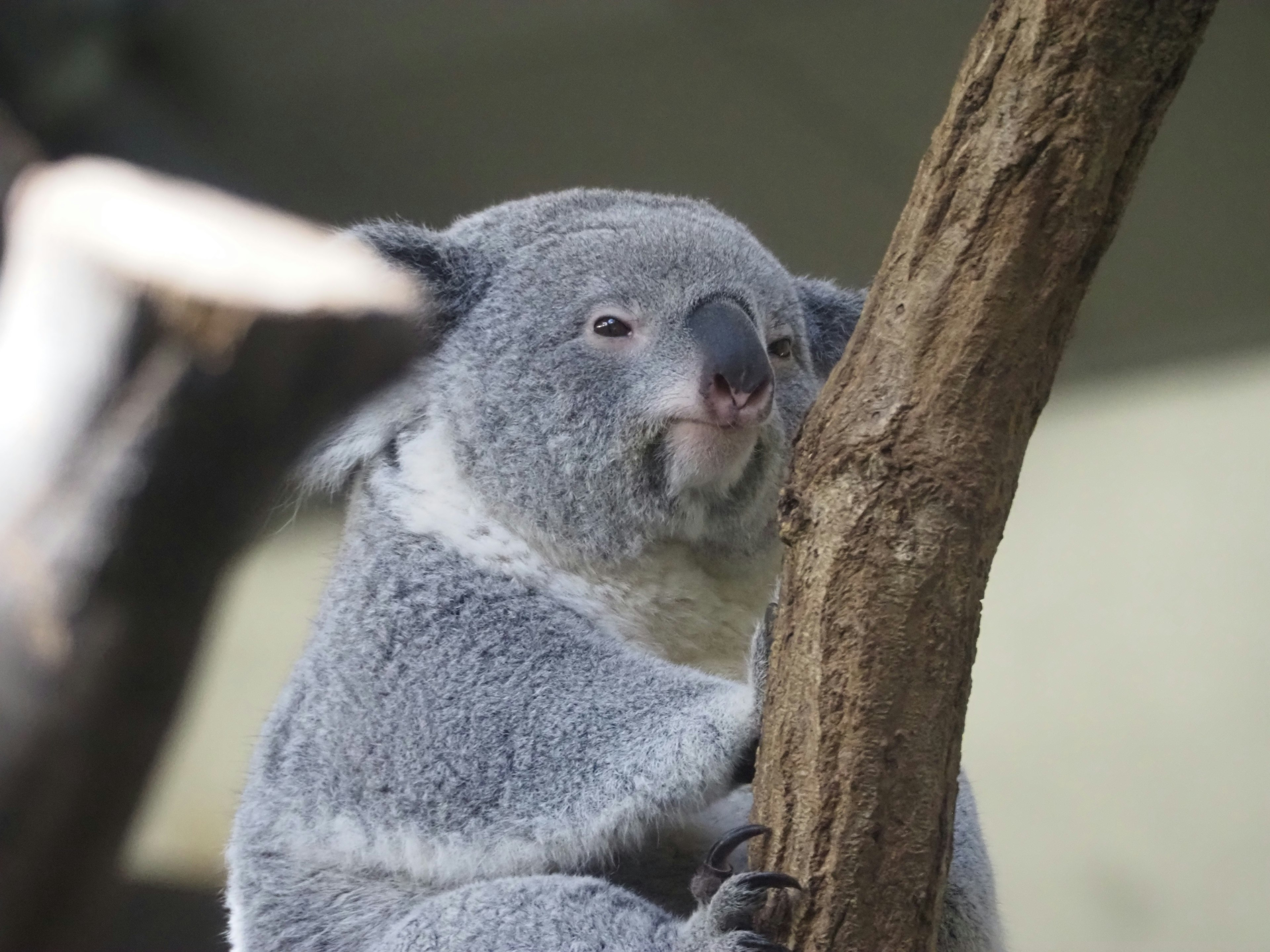 Close-up image of a koala resting on a tree