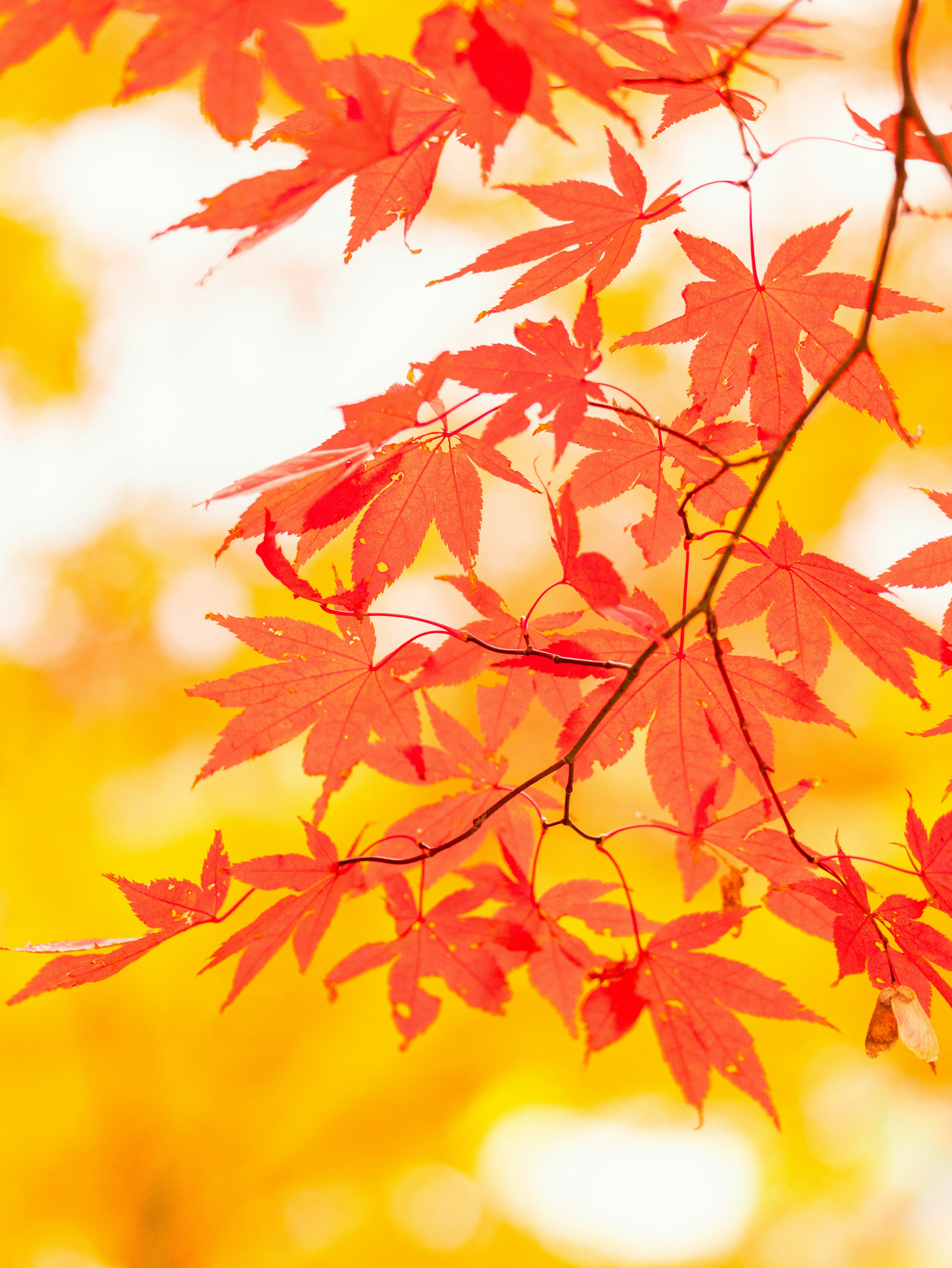 Rote Ahornblätter vor gelbem Hintergrund im Herbst