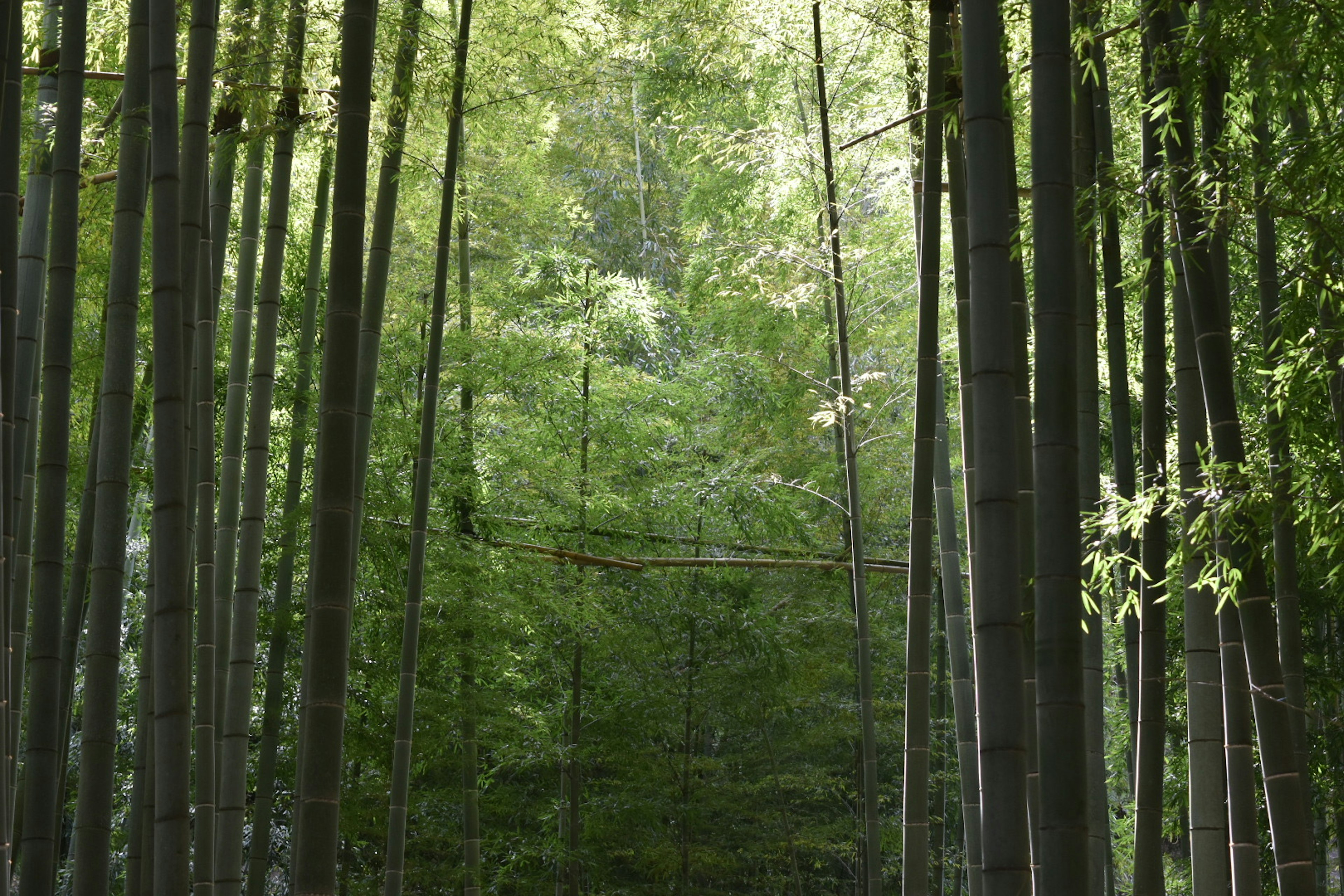 Hutan bambu hijau subur dengan cahaya lembut yang menyaring