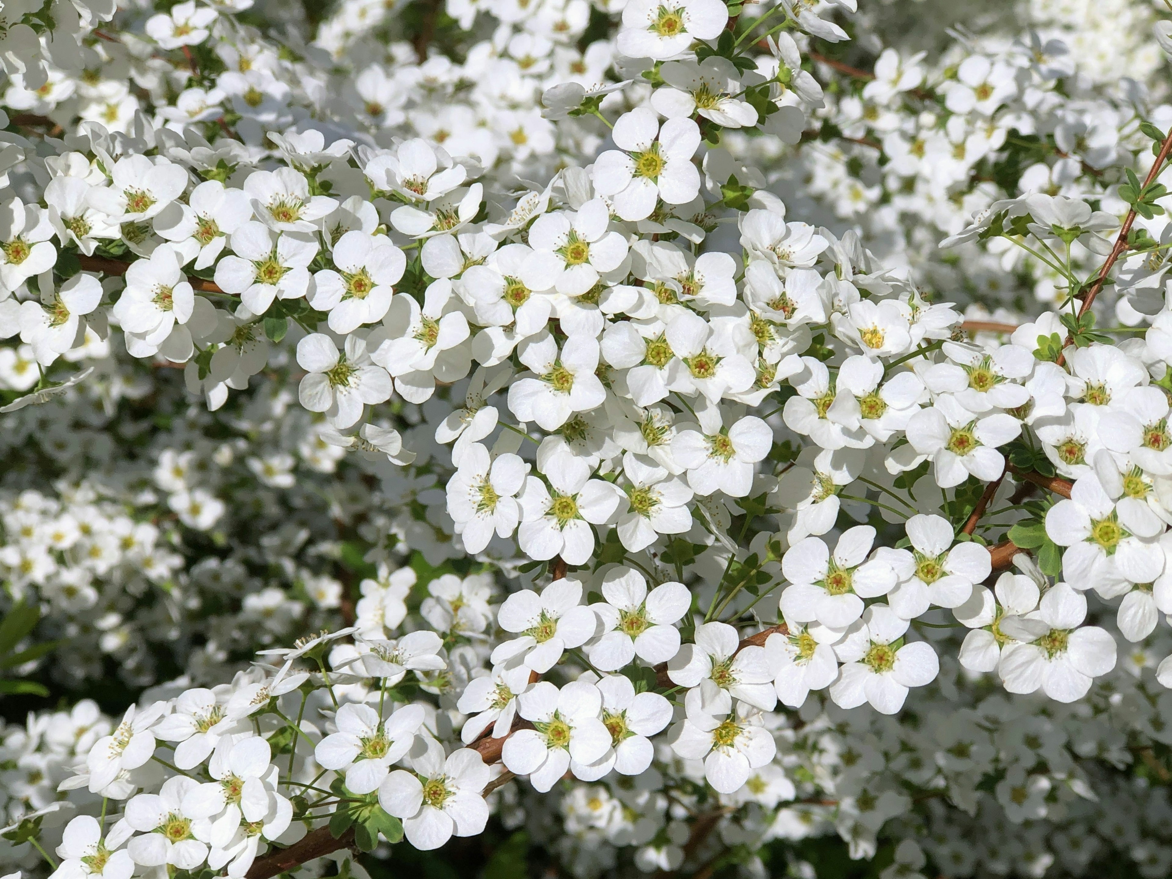 Nahaufnahme von Zweigen mit blühenden weißen Blumen