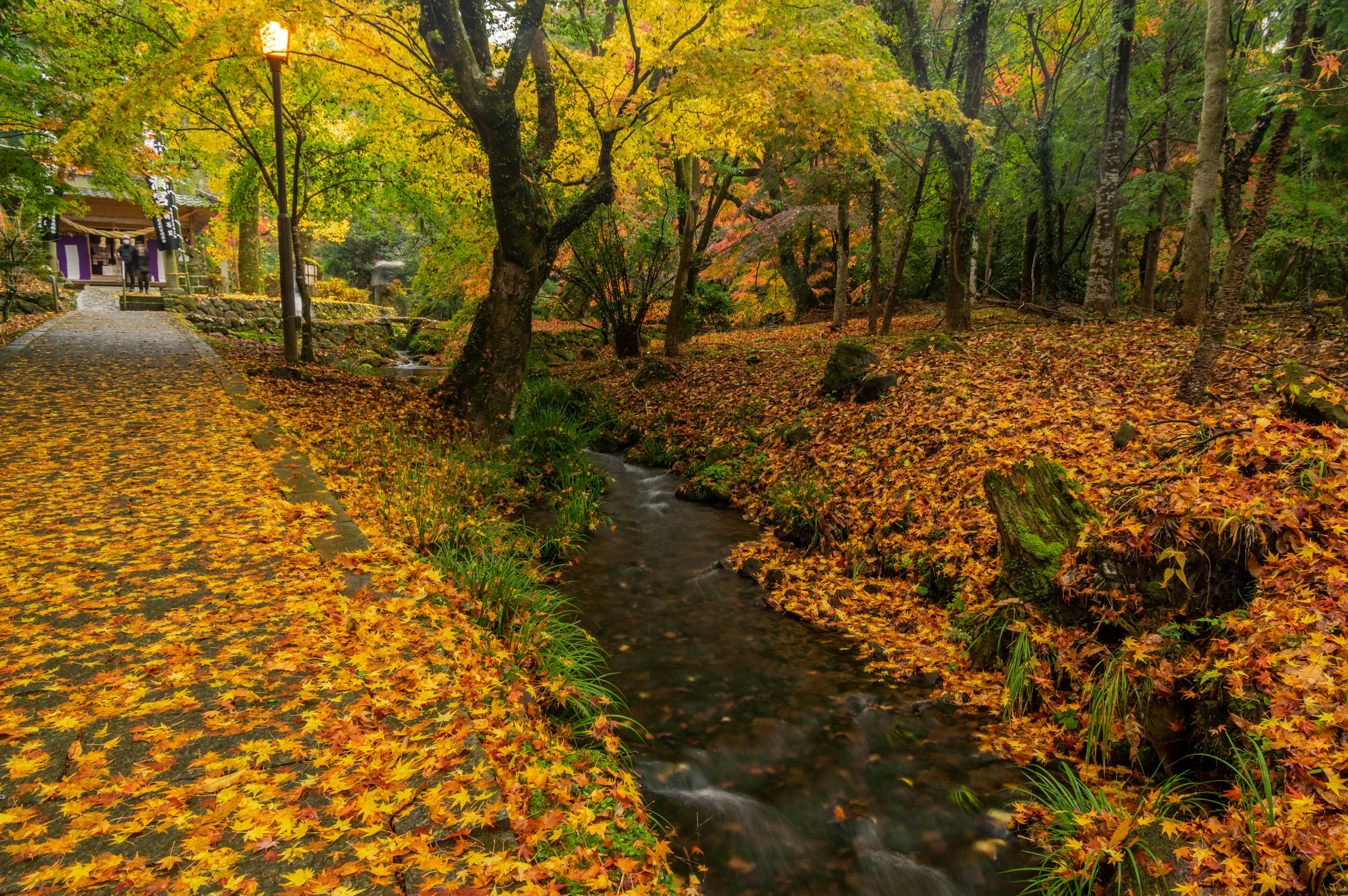 Sentier pittoresque bordé de feuilles d'automne et ruisseau coulant