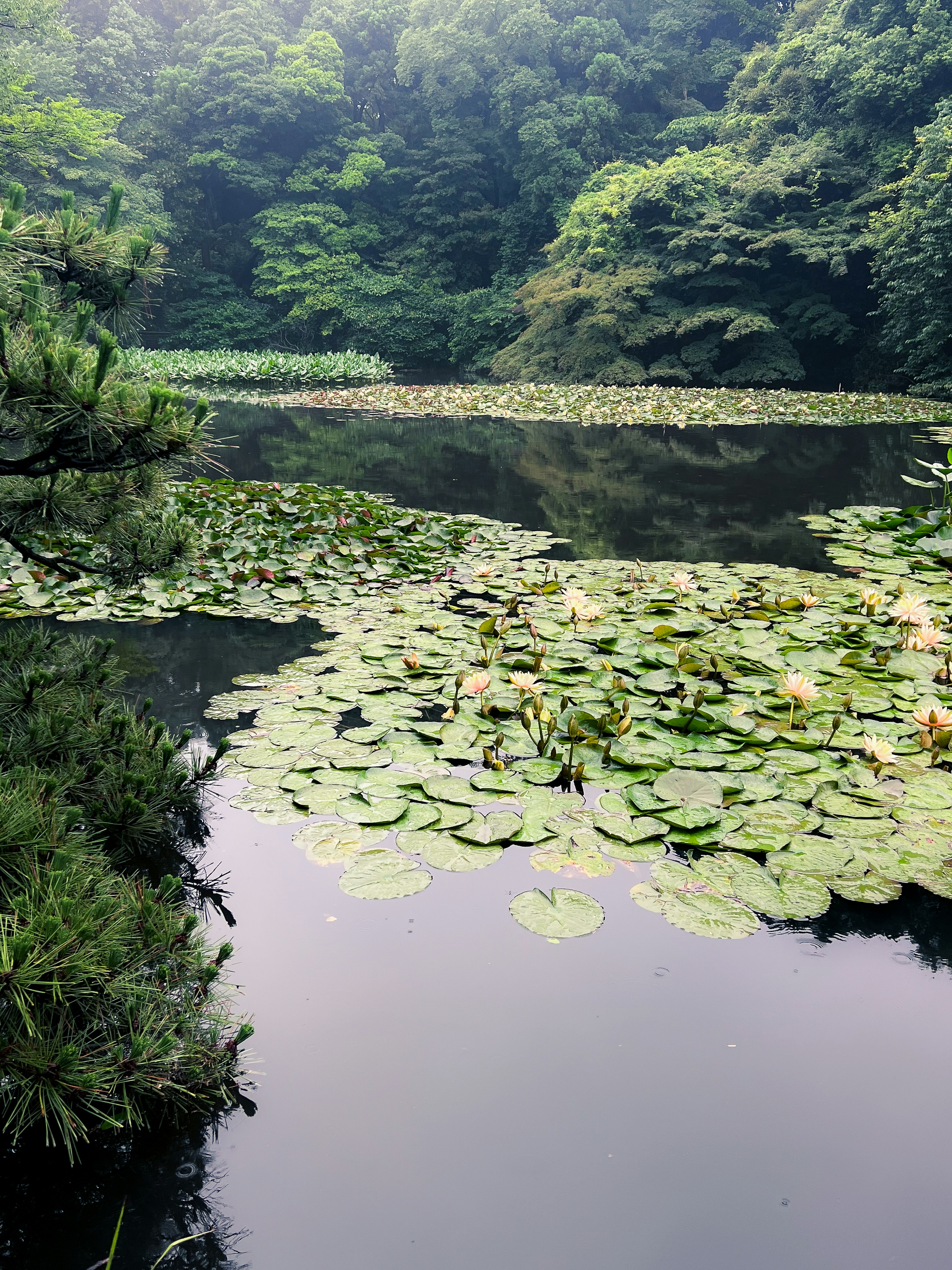 Ruhiger Teich mit Seerosen und üppigem Grün in der Umgebung