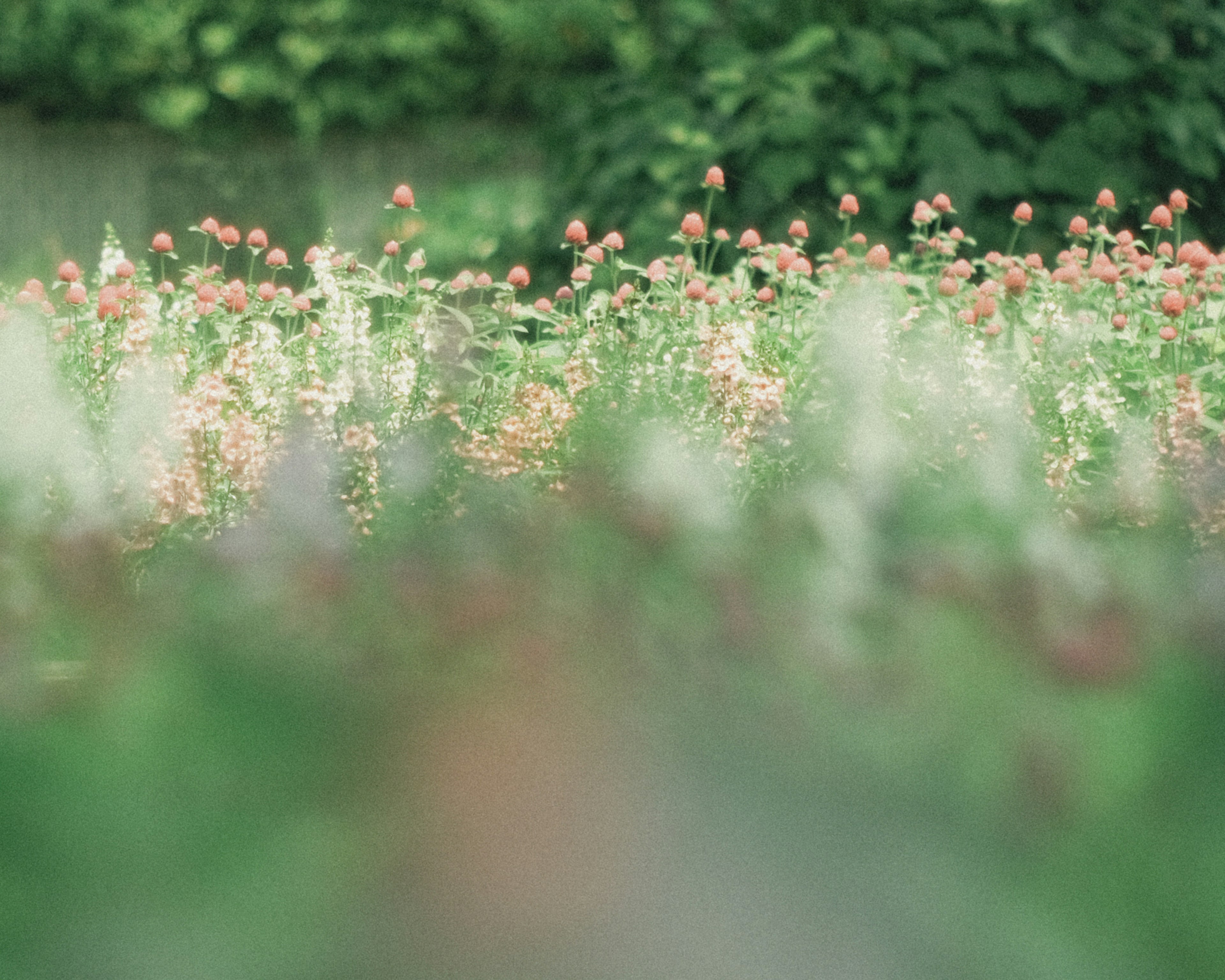 緑の背景に広がる淡いピンクの花々のフィールド