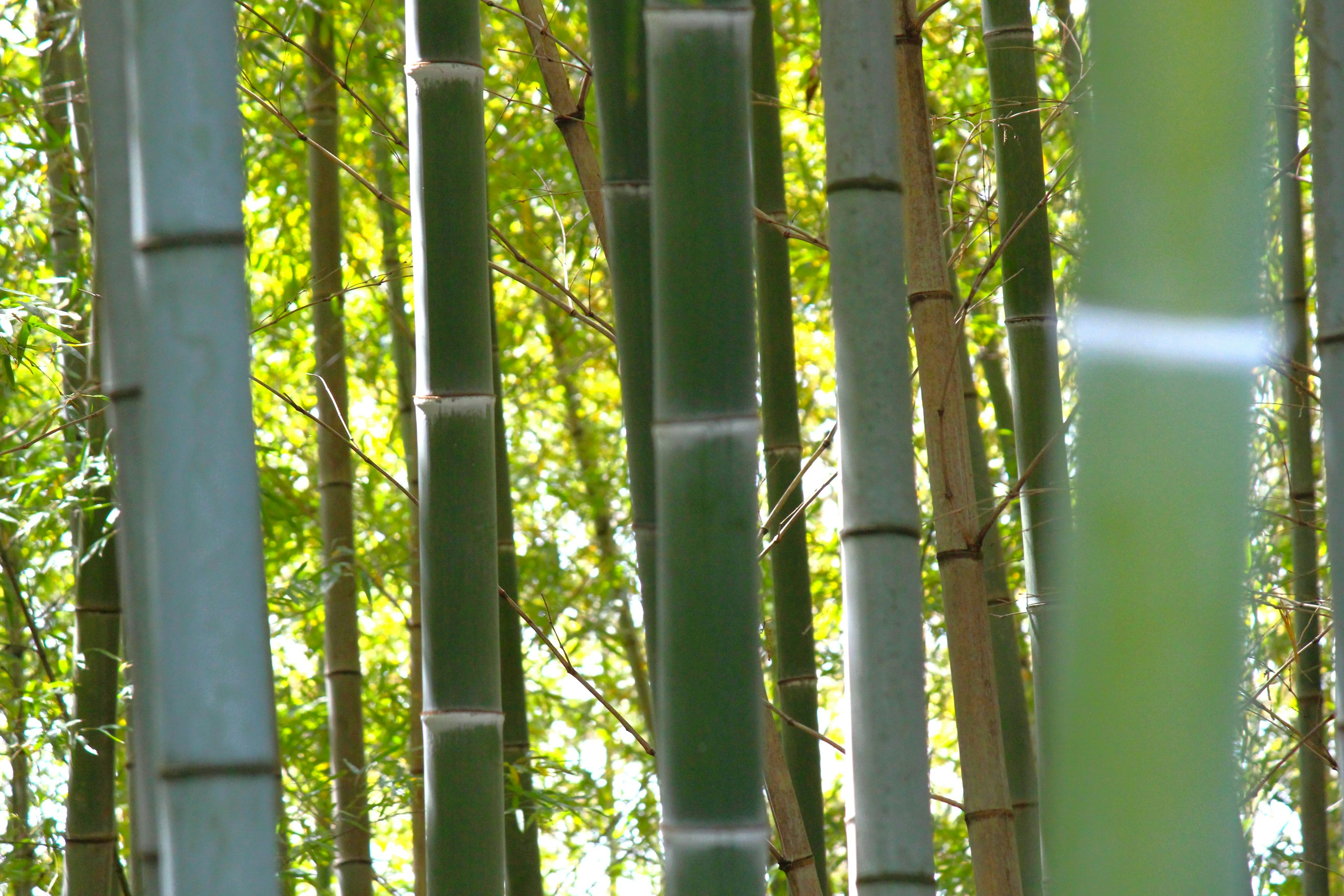 A dense grove of green bamboo with bright leaves