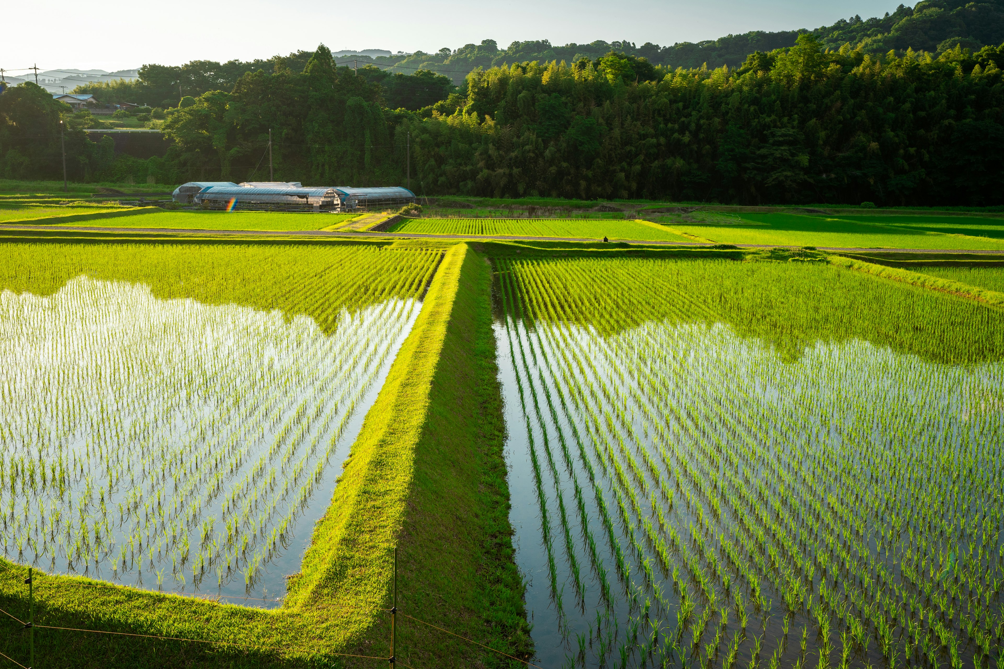 ทิวทัศน์ที่สวยงามของนาข้าวสีเขียวและการสะท้อนในน้ำ