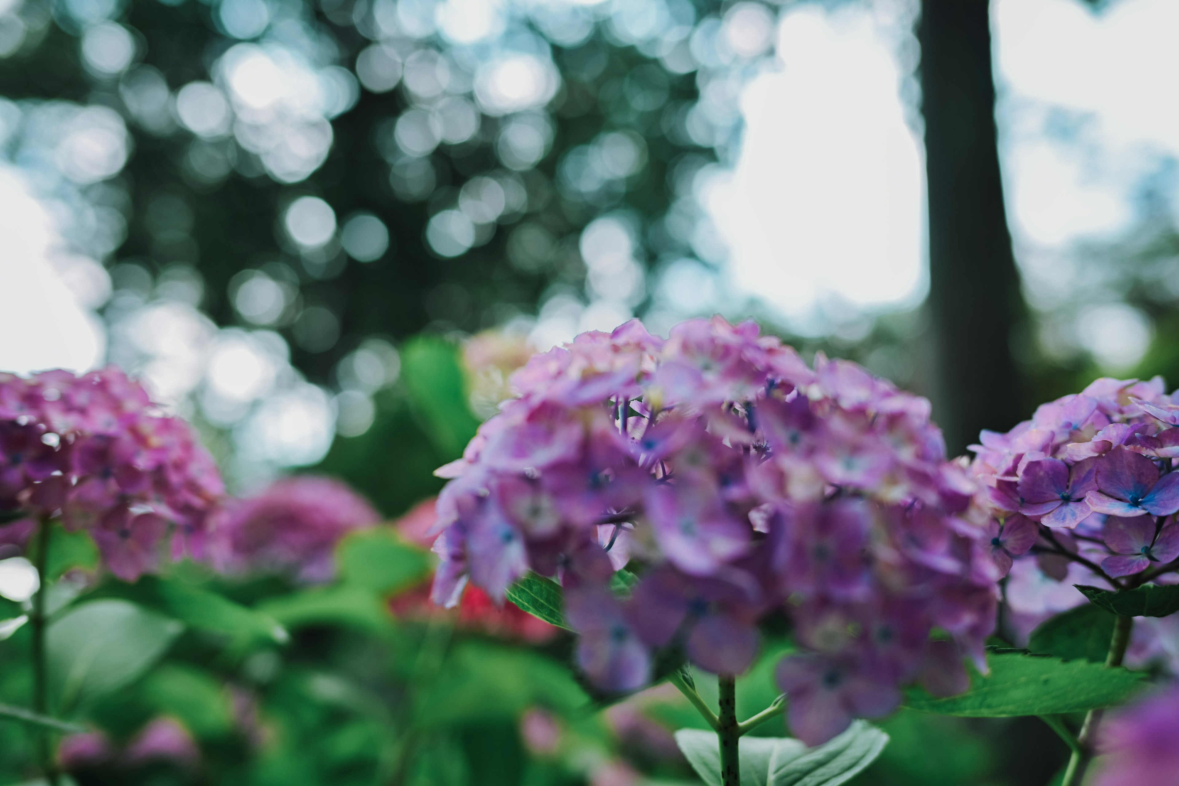 Close-up bunga hydrangea berwarna-warni dengan latar belakang pohon hijau yang kabur