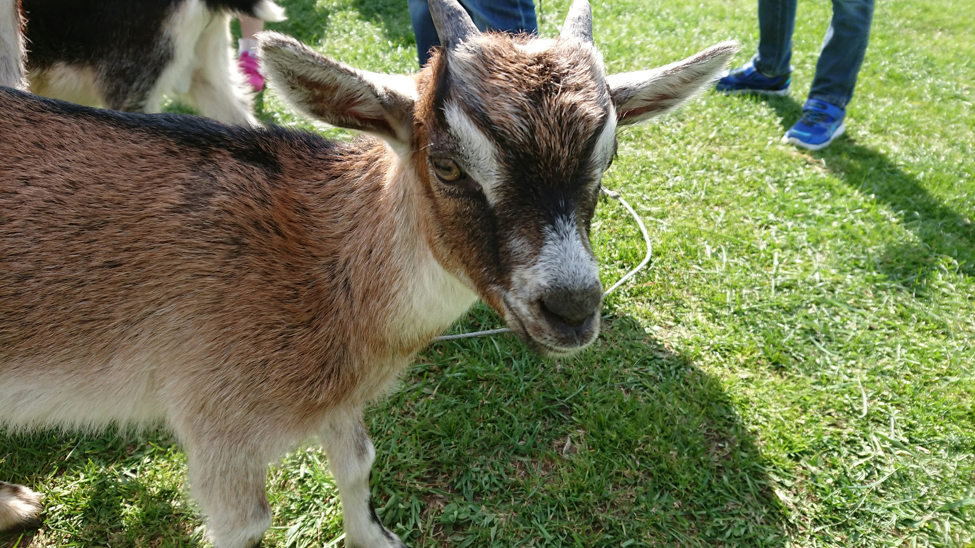 A small goat standing on green grass with people nearby