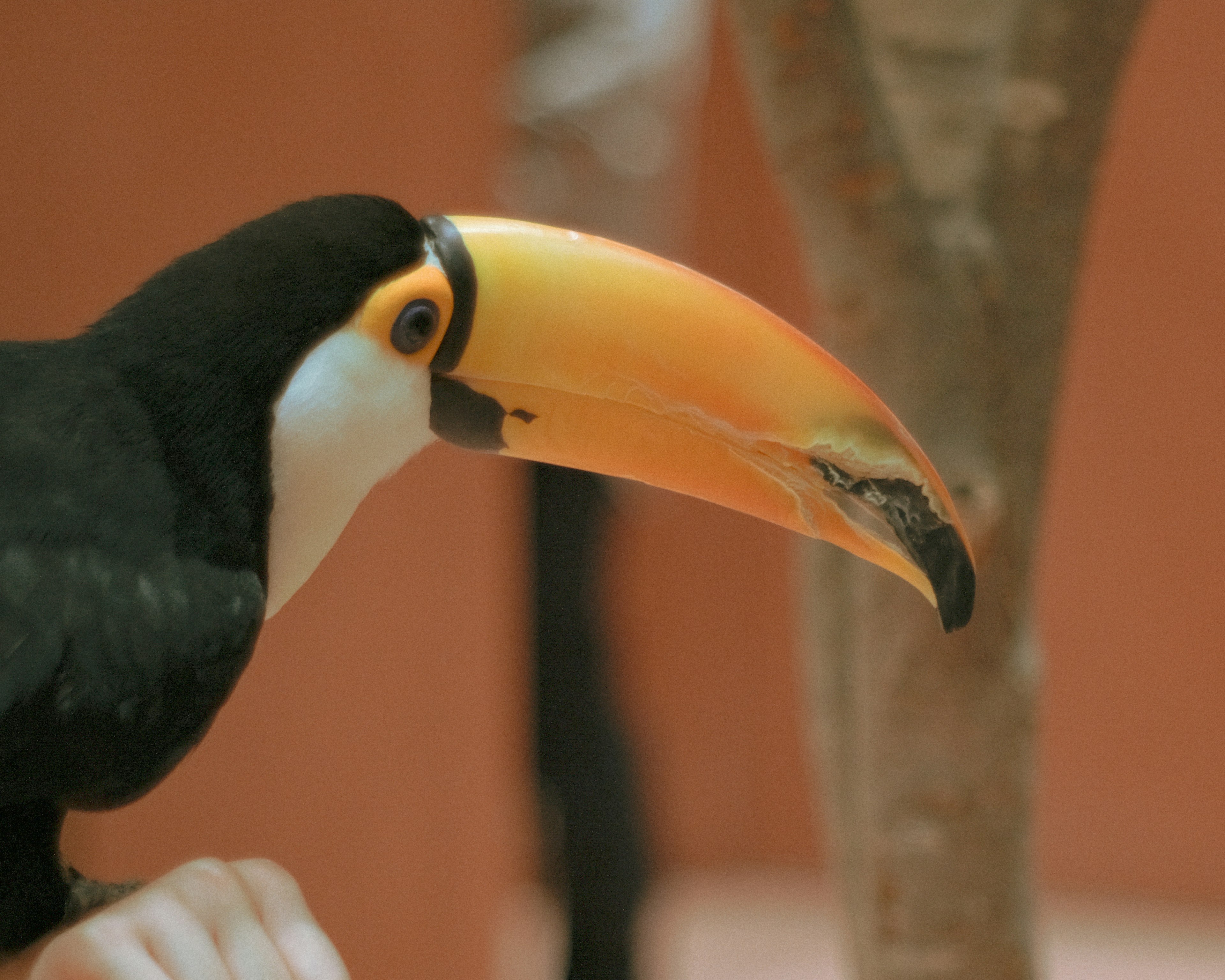 Profil burung toucan dengan bulu hitam dan paruh oranye besar