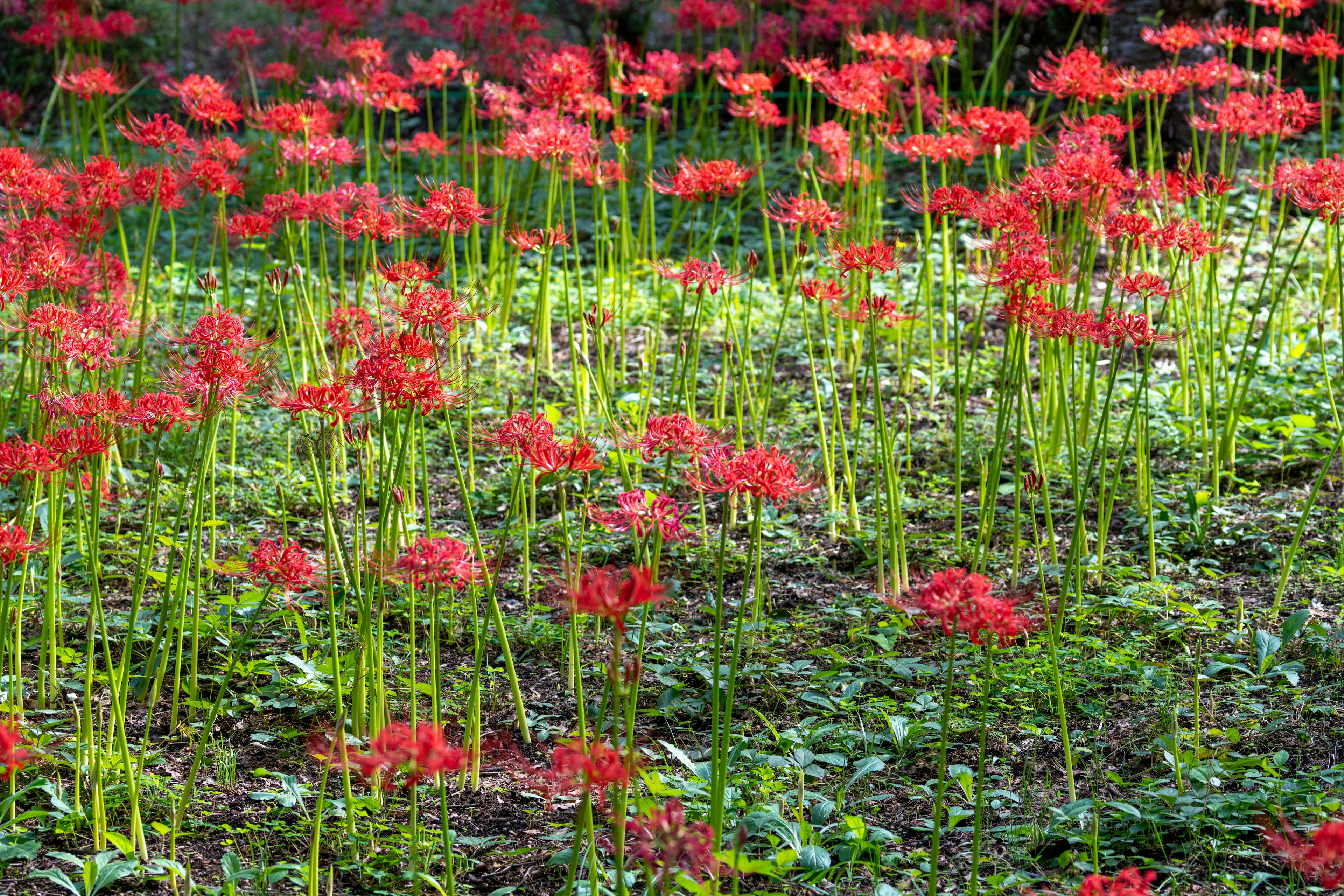 Lapangan bunga lily laba-laba merah cerah yang mekar di rumput hijau