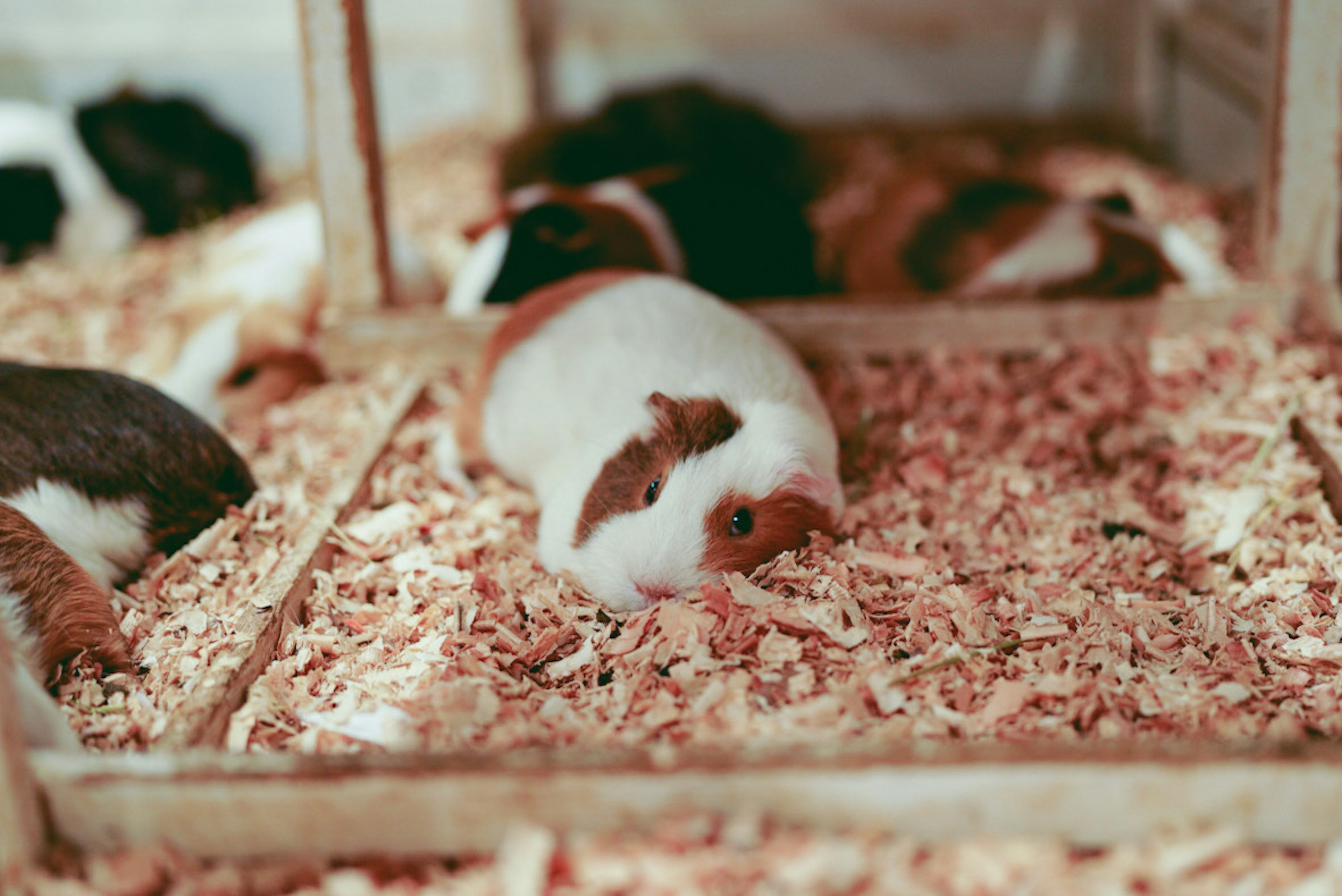 Guinea pigs resting in a cozy enclosure