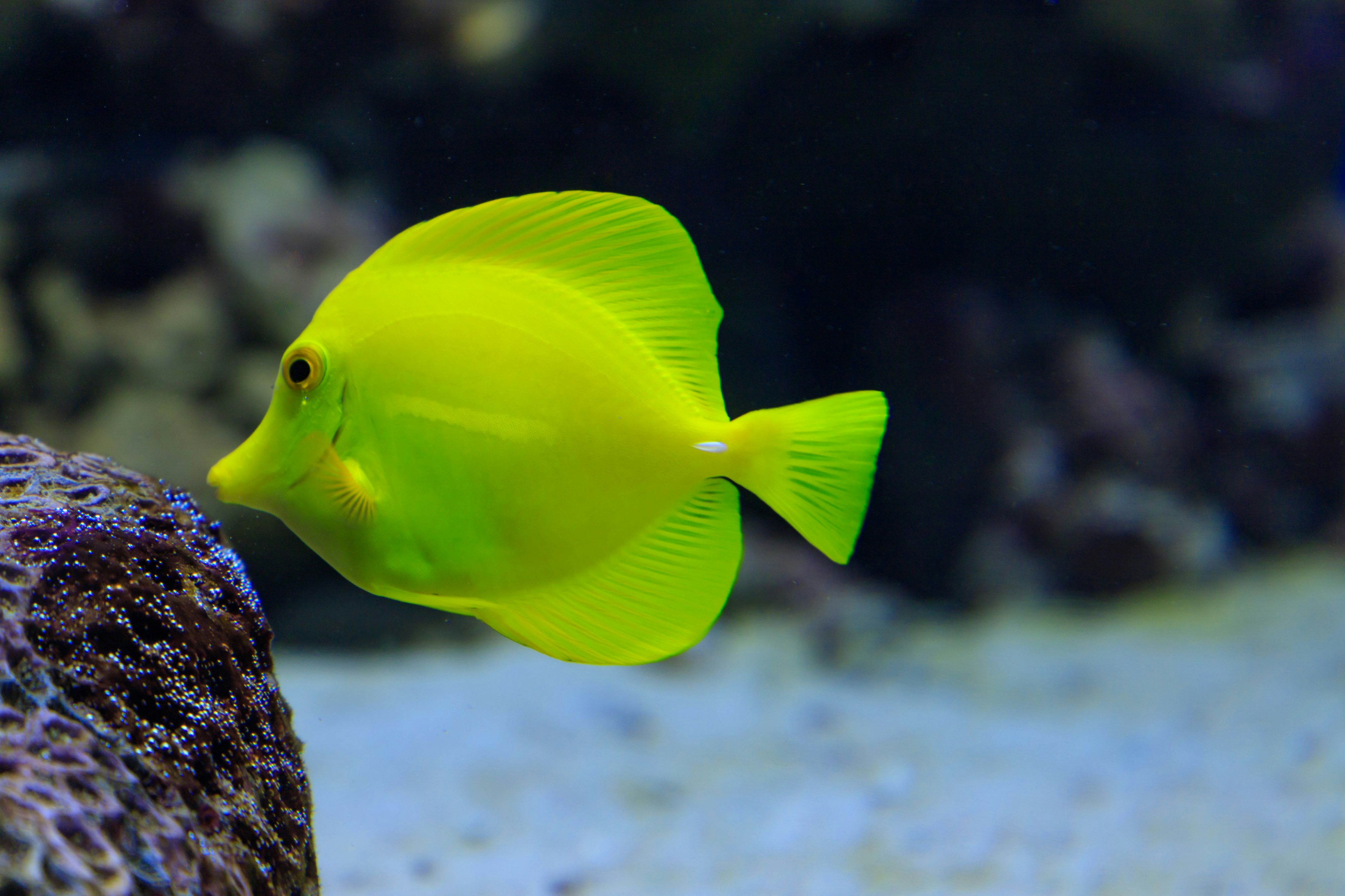 A vibrant yellow fish swimming near coral