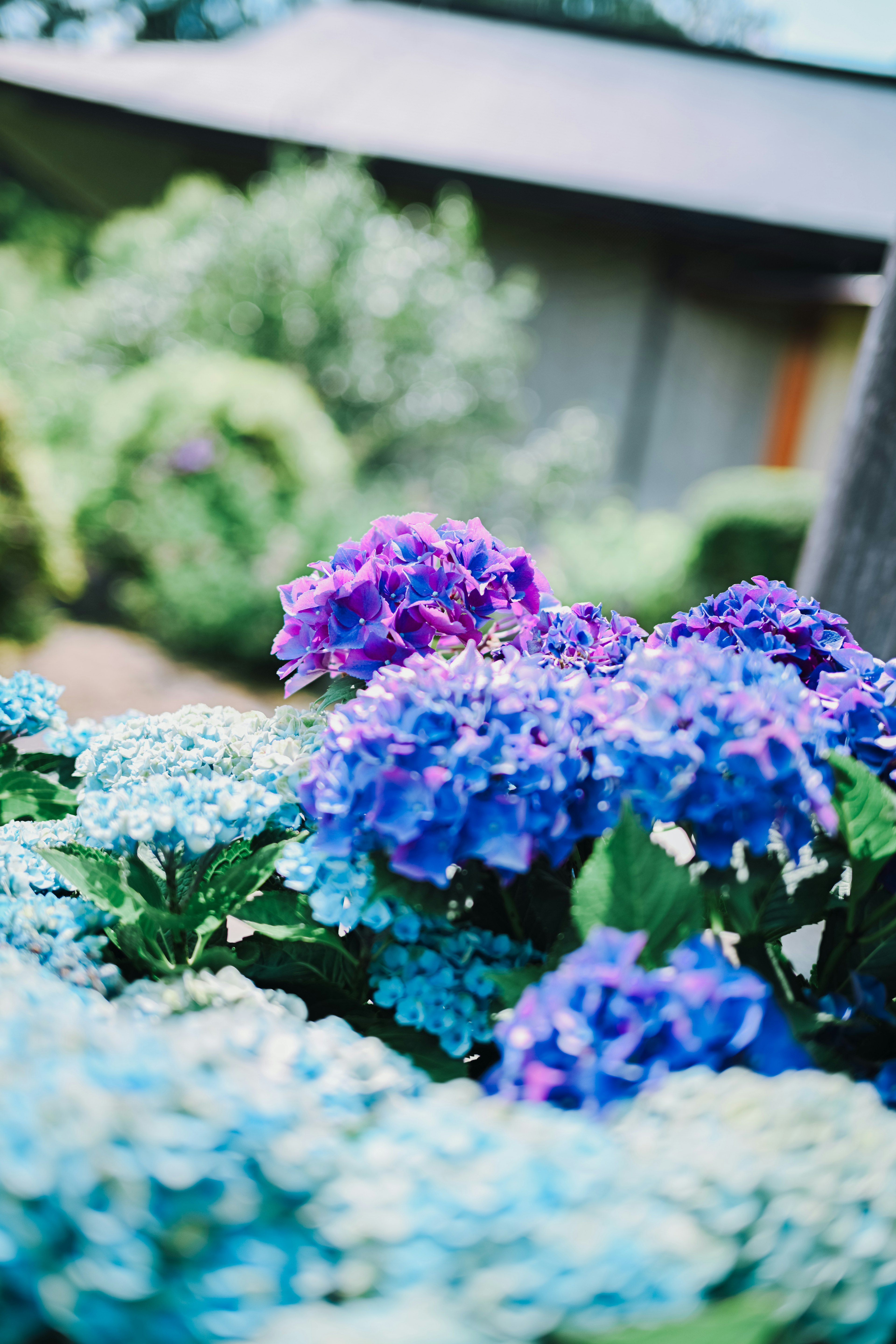 Beautiful hydrangea flowers in shades of blue and purple in a garden