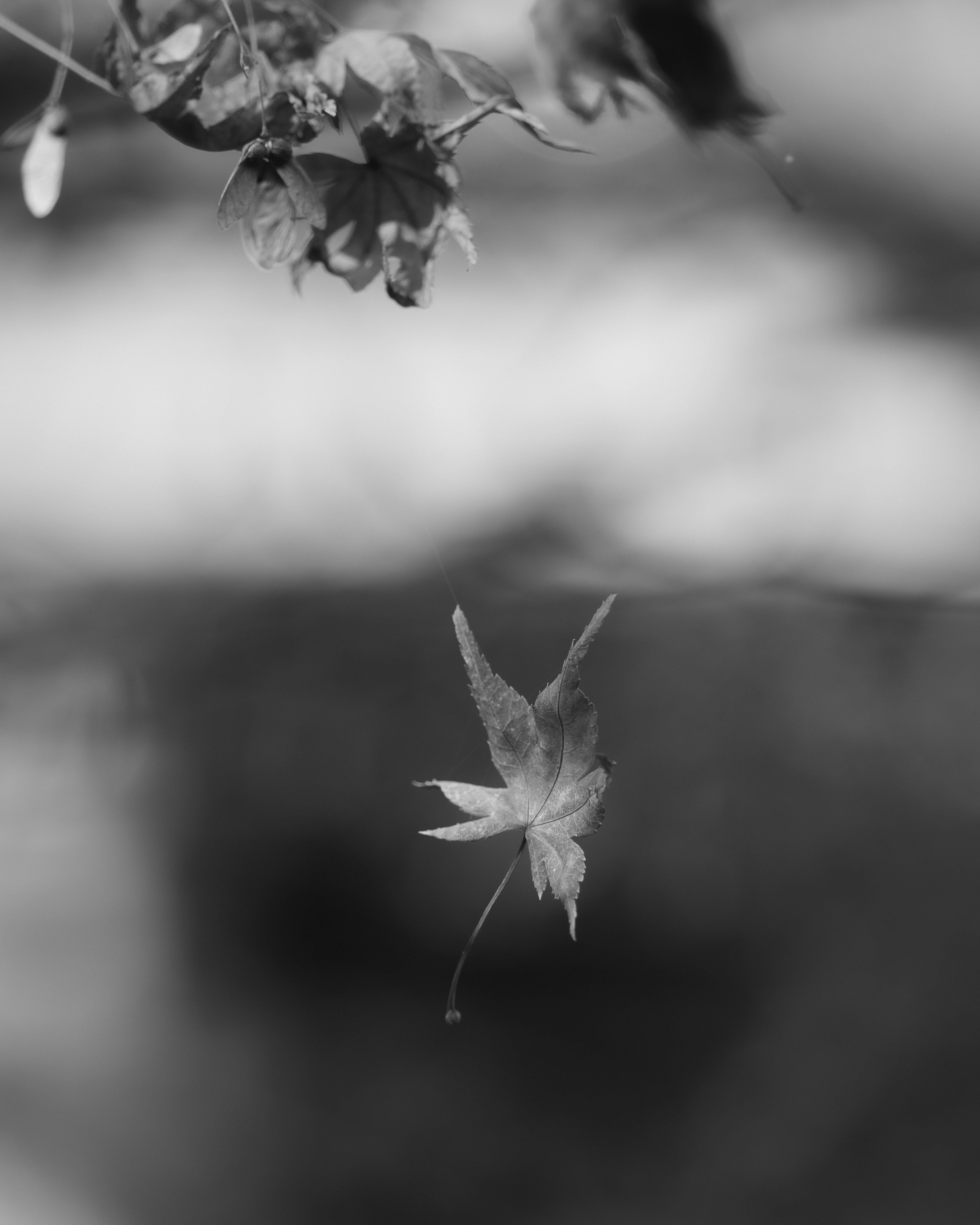 Immagine in bianco e nero di una foglia sospesa nell'aria che cattura la bellezza della sua caduta