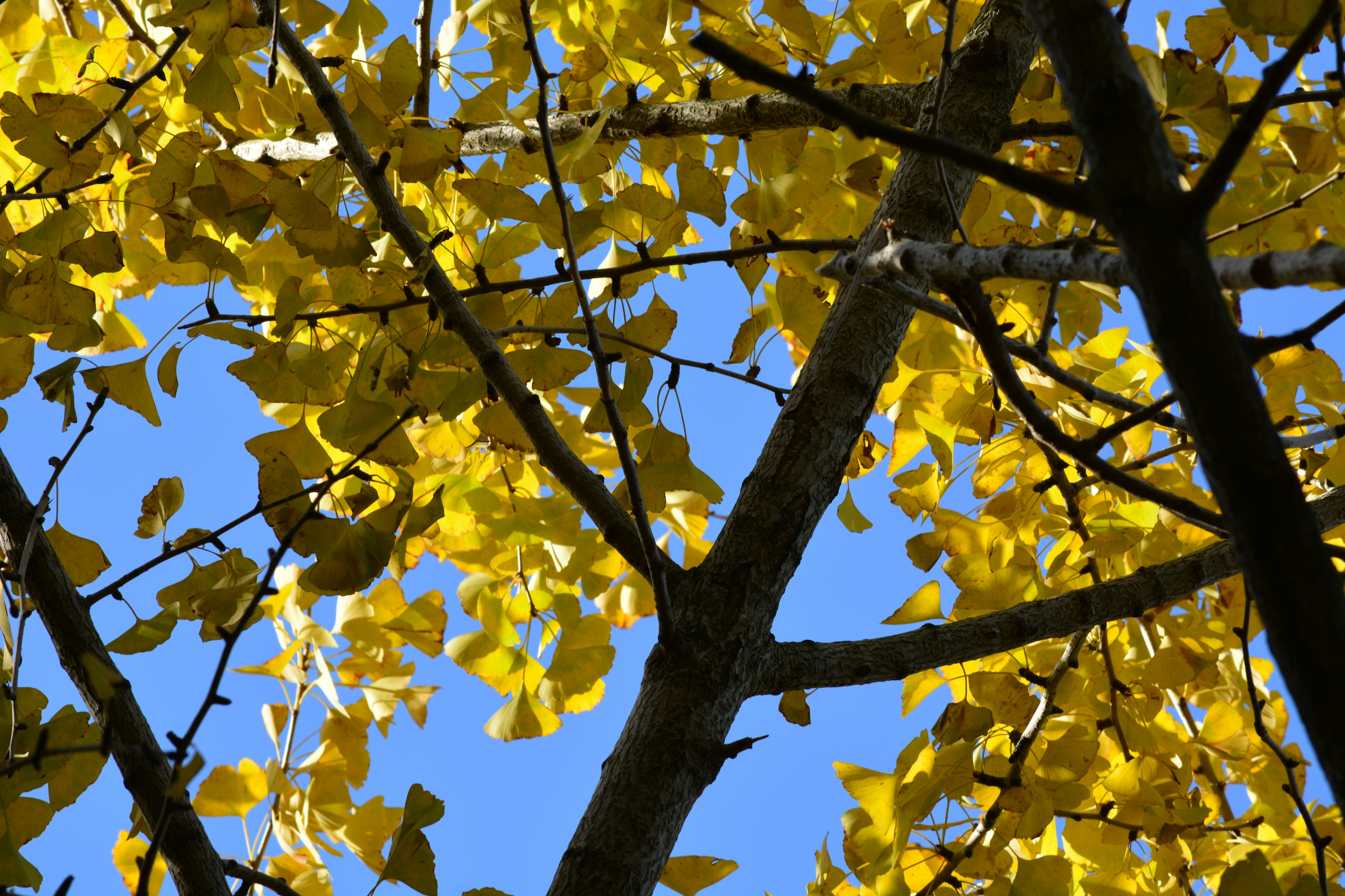 Feuilles jaunes vives sur fond de ciel bleu avec des branches d'arbre