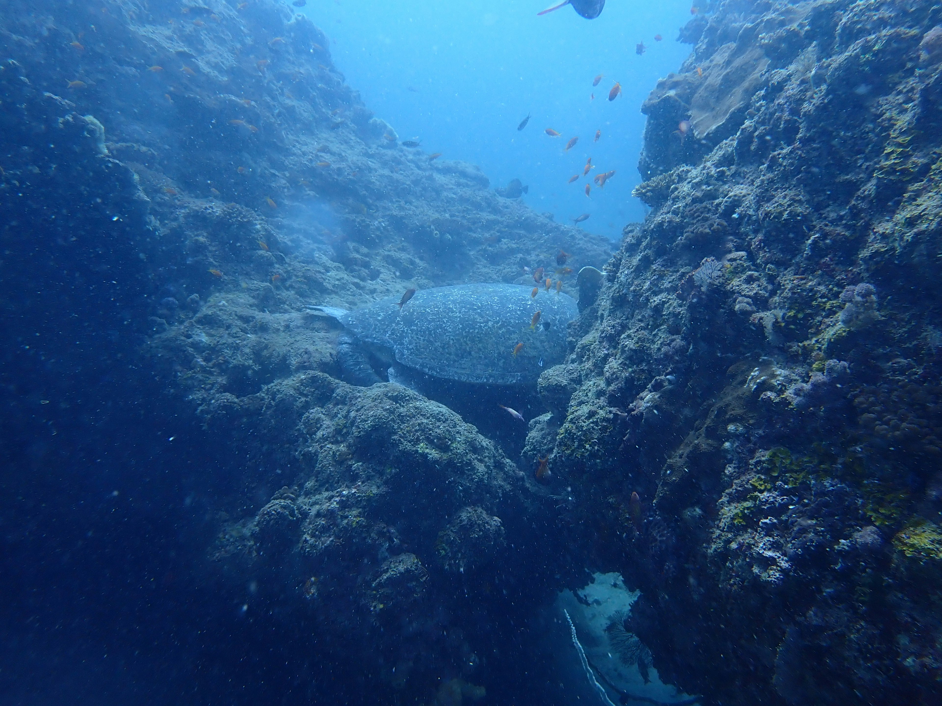 Image of a sea turtle between underwater rocks