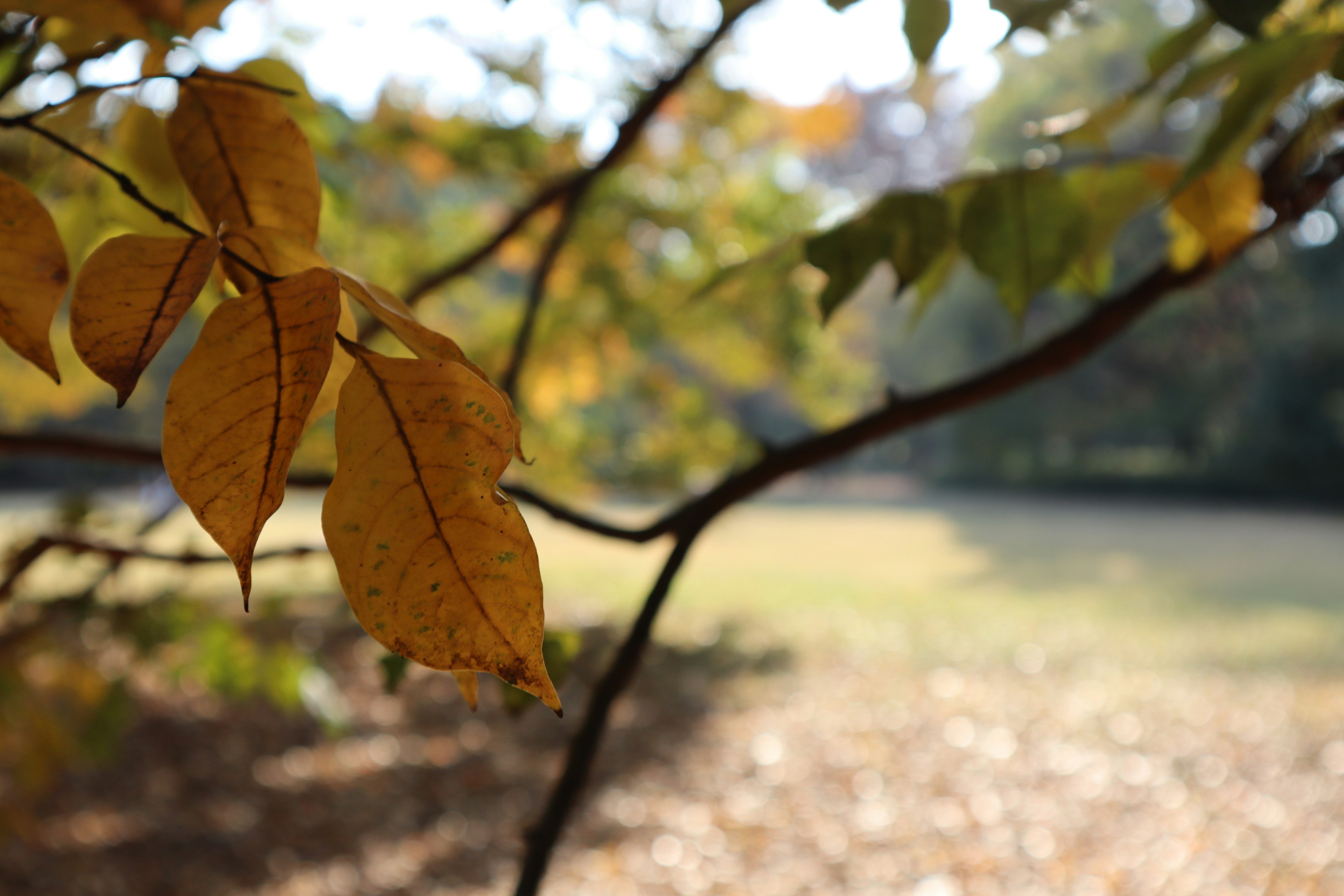 Autumn yellow leaves on a branch with a blurred background