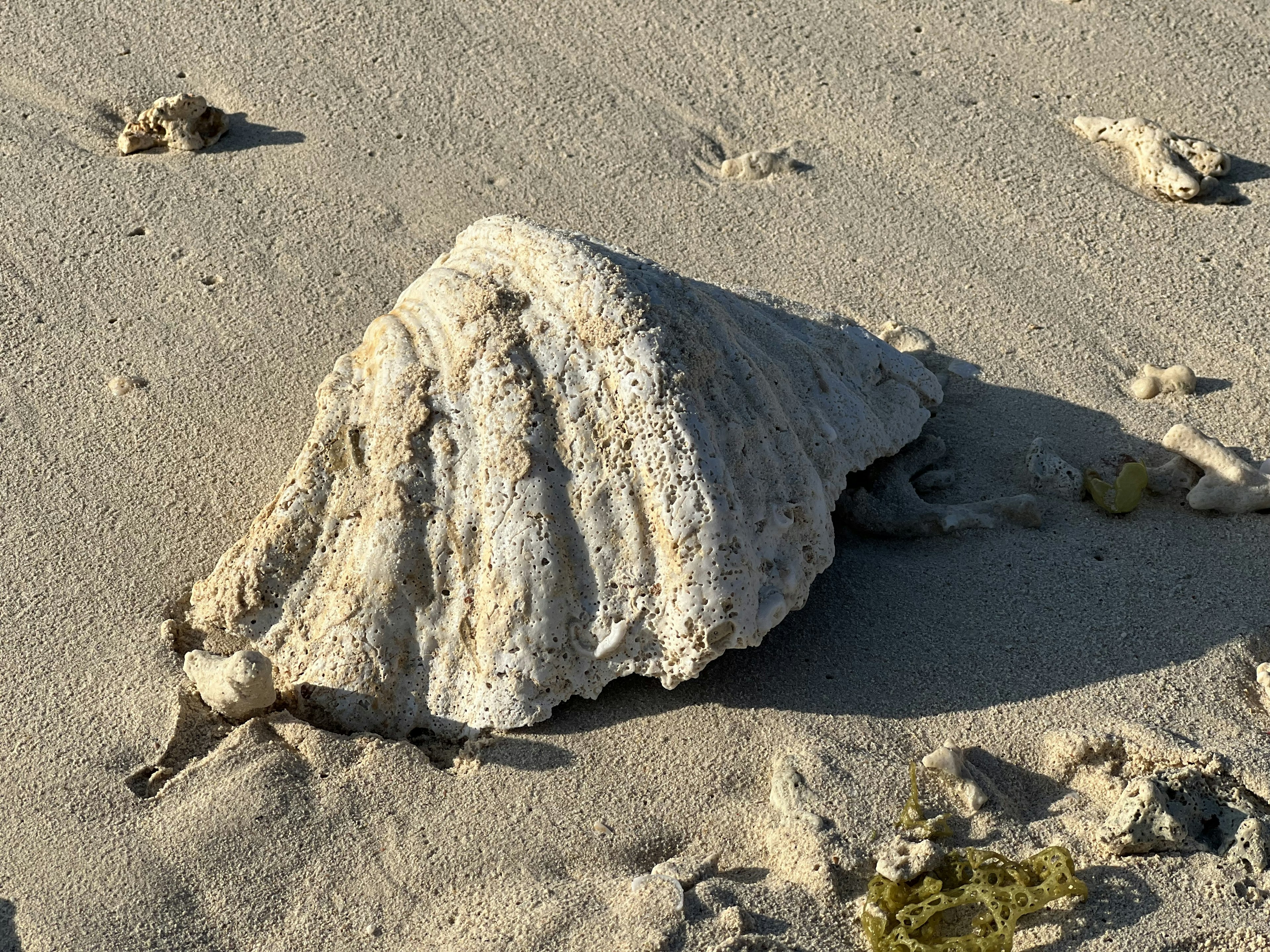 Gambar close-up dari cangkang besar di pantai