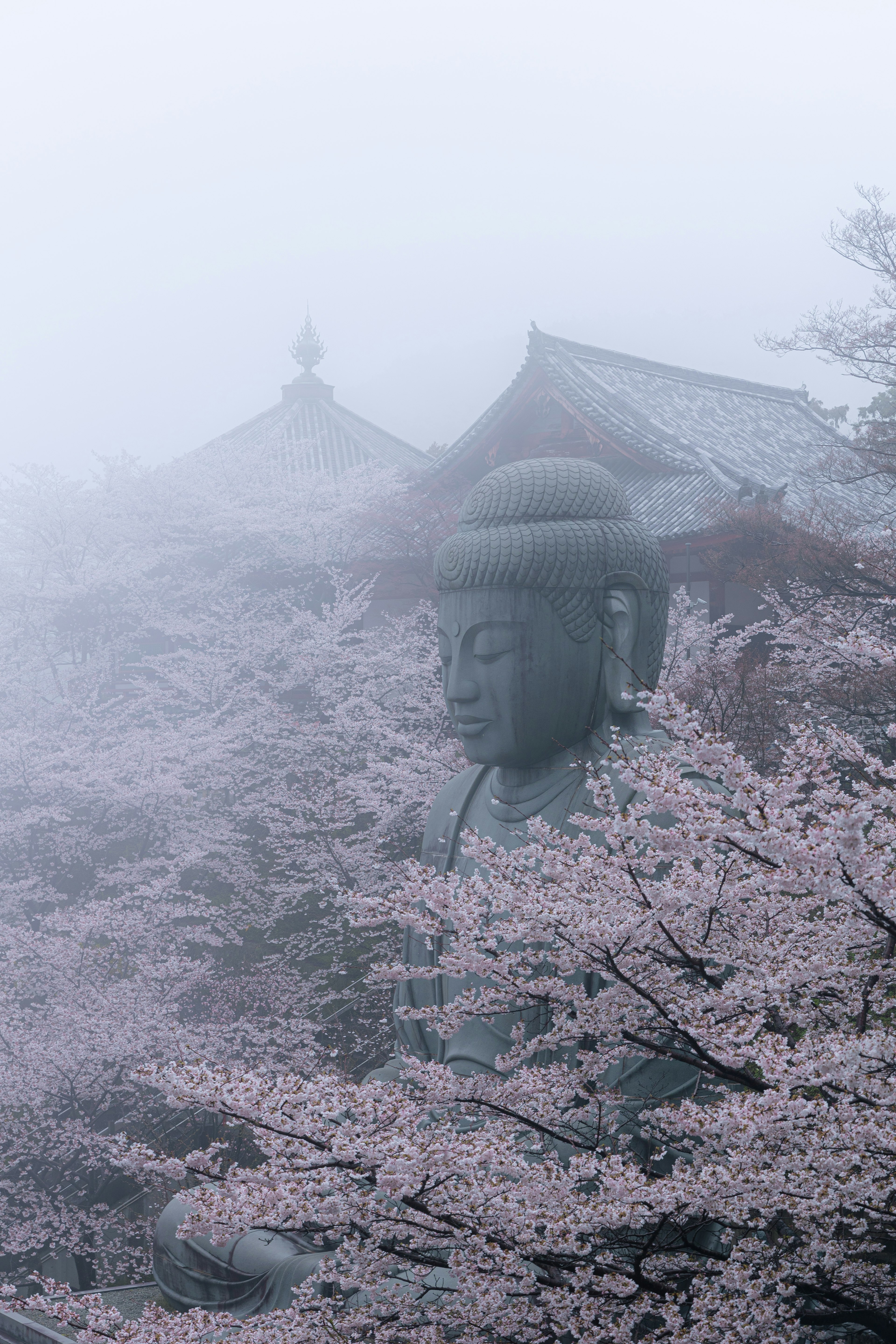 霧の中に隠れた大仏と桜の花が彩る風景