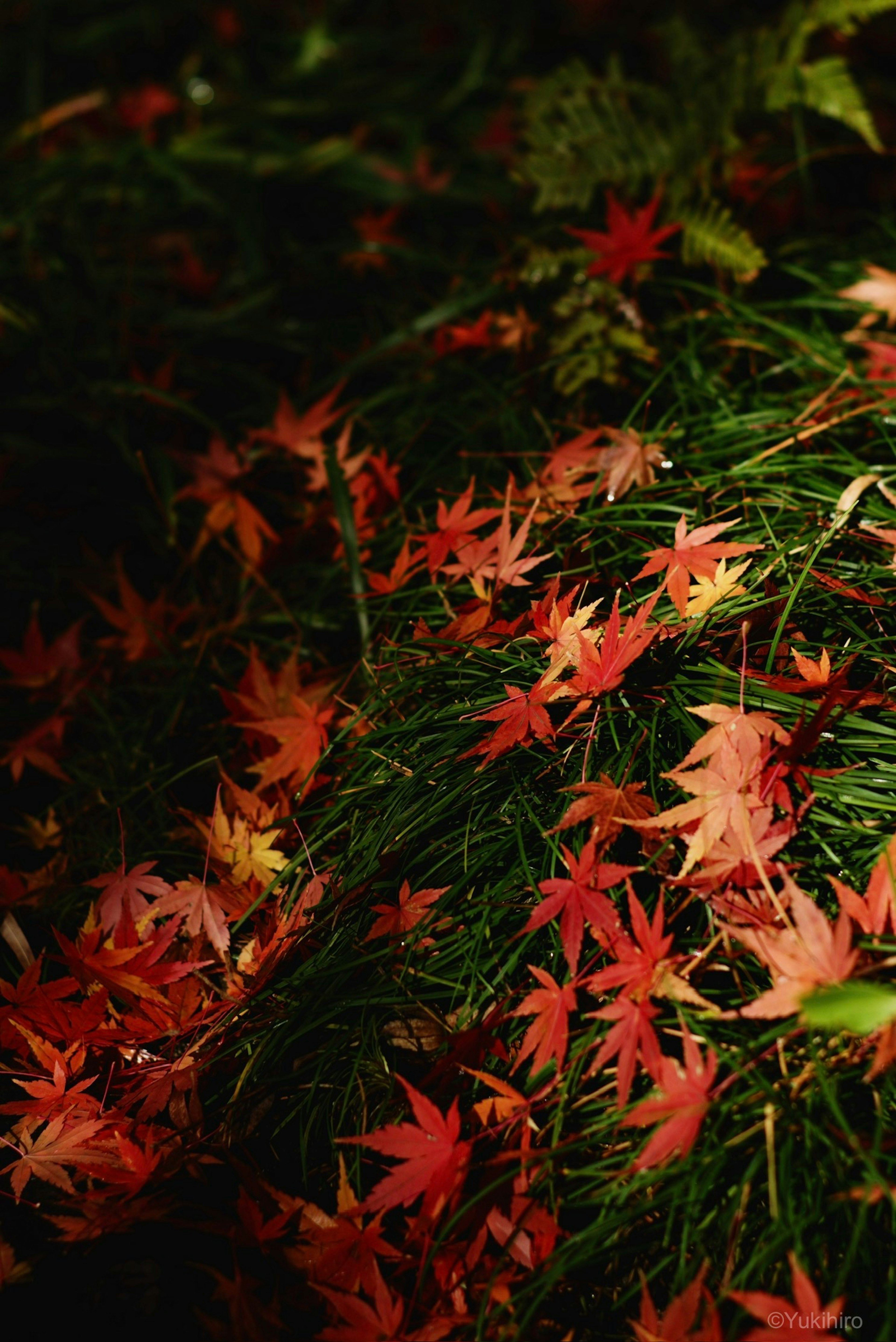 色とりどりのもみじの葉が緑の草の上に散らばっている風景