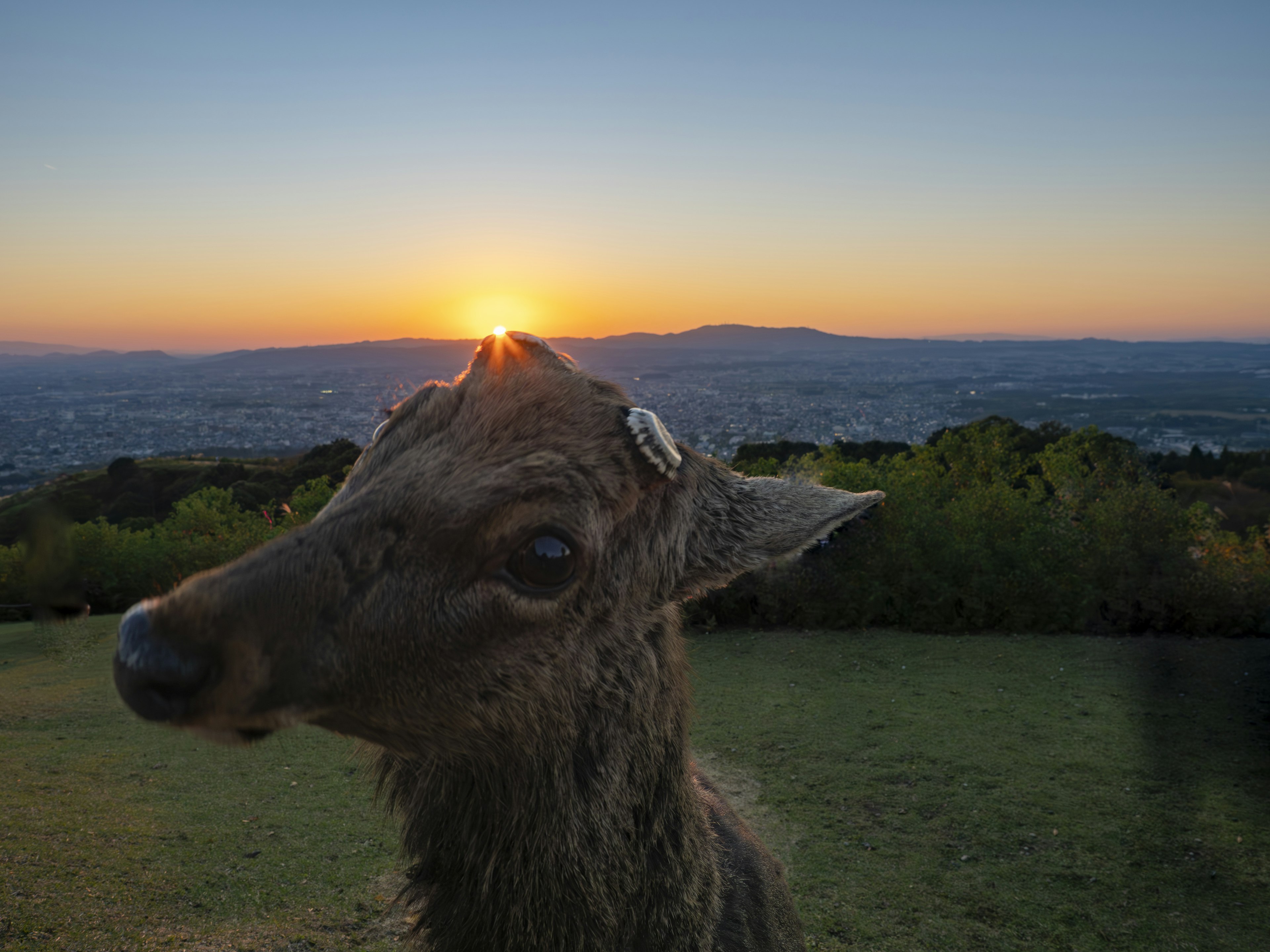 Nahaufnahme eines Rehs mit Sonnenuntergang im Hintergrund