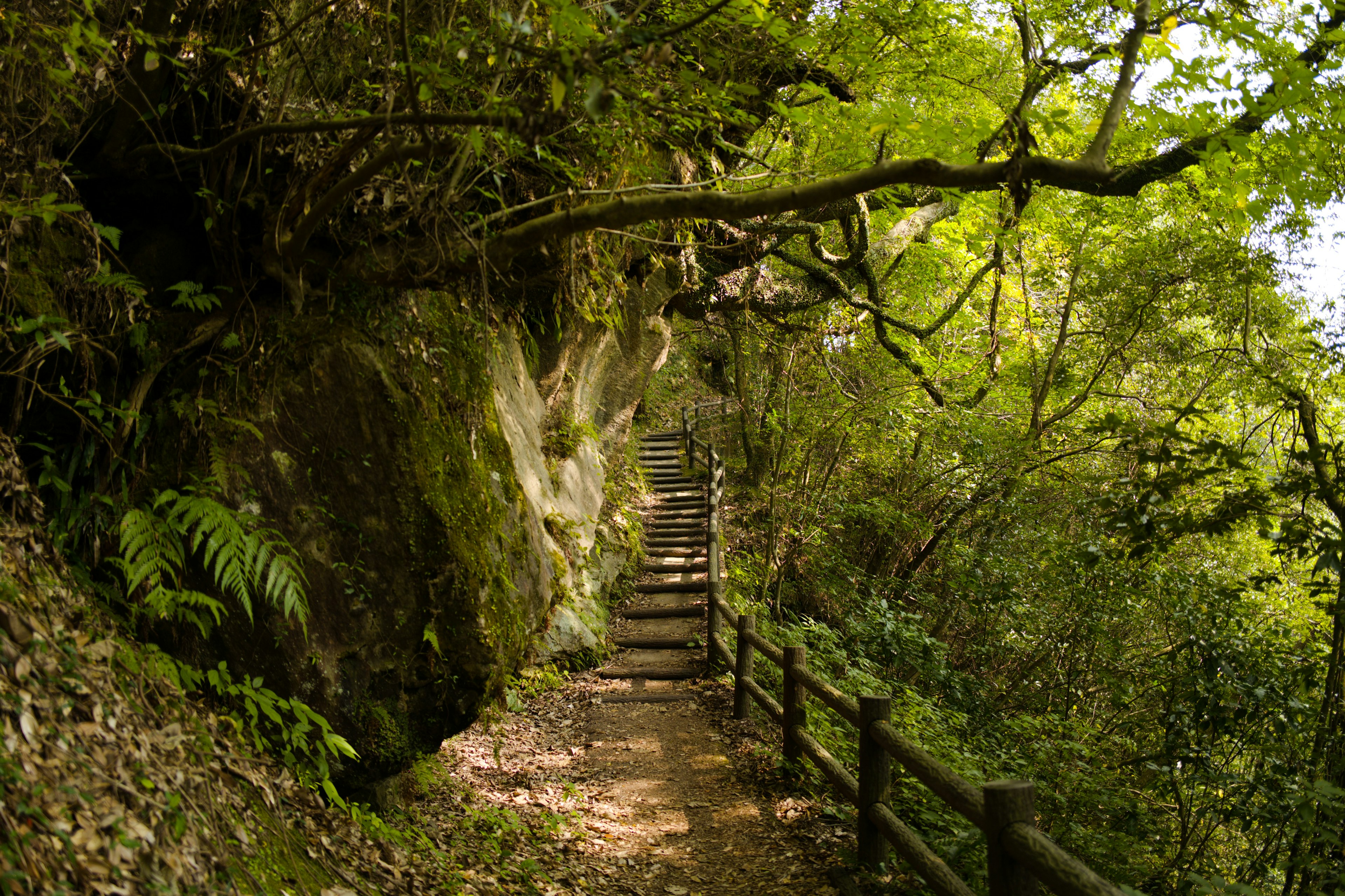 Sendero forestal verde con escaleras de madera