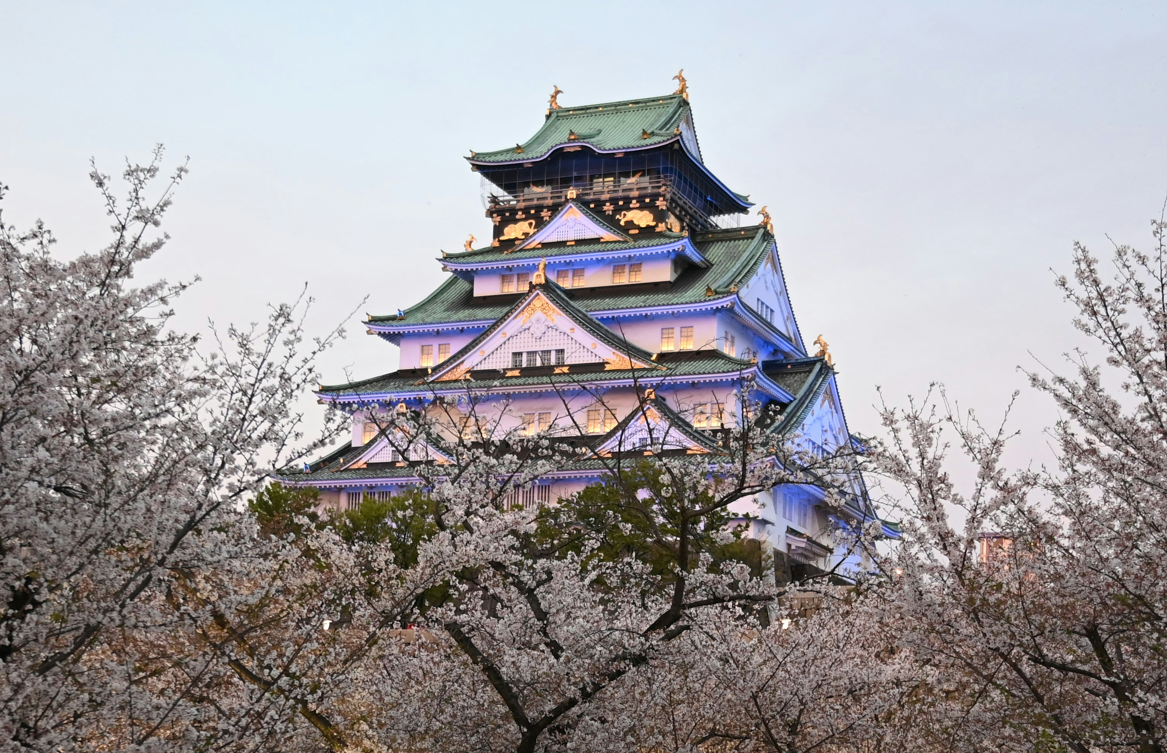 Bellissimo castello di Osaka circondato da alberi di ciliegio in fiore