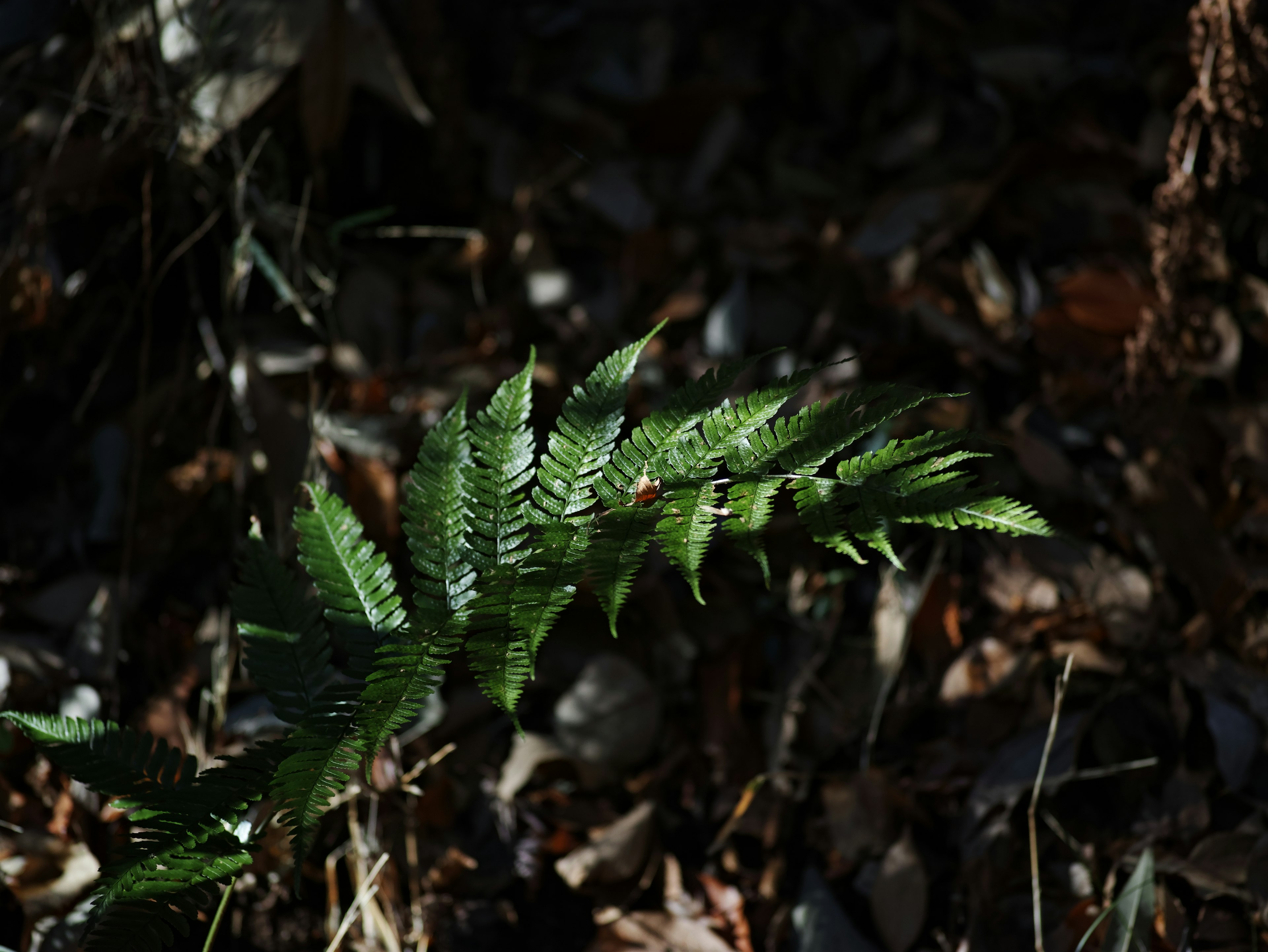 Foglia di felce verde che cresce in una foresta scura