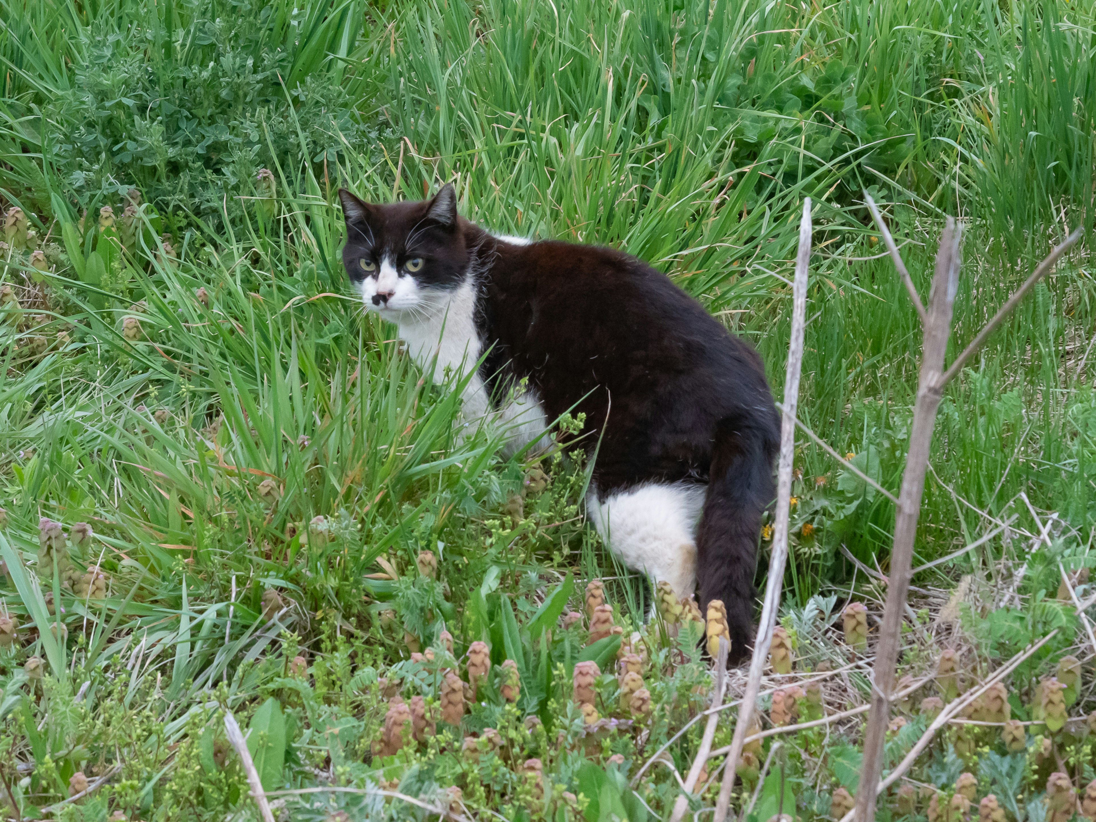 Schwarz-weiße Katze steht im grünen Gras