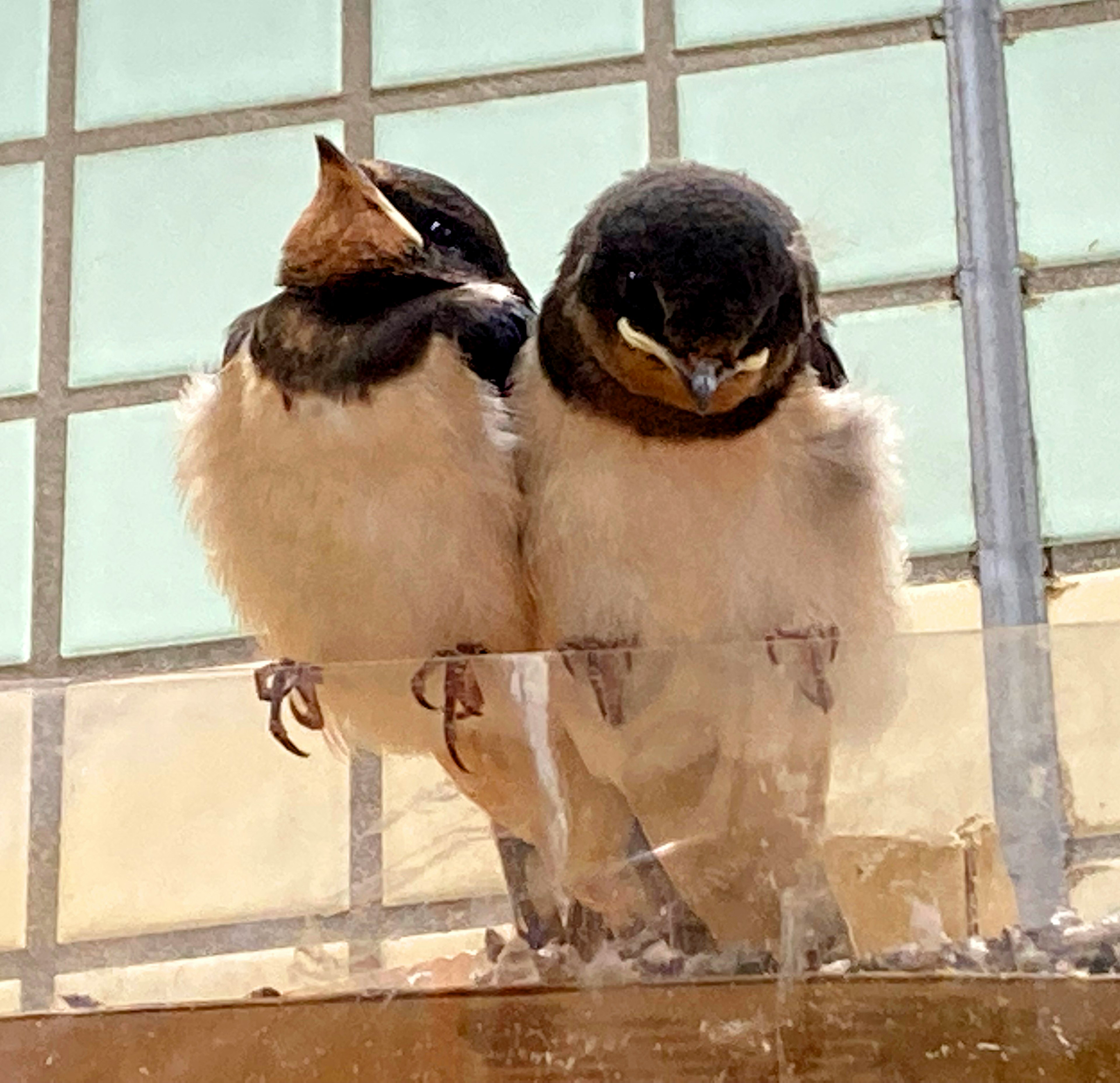 Zwei kleine Vögel kuscheln zusammen