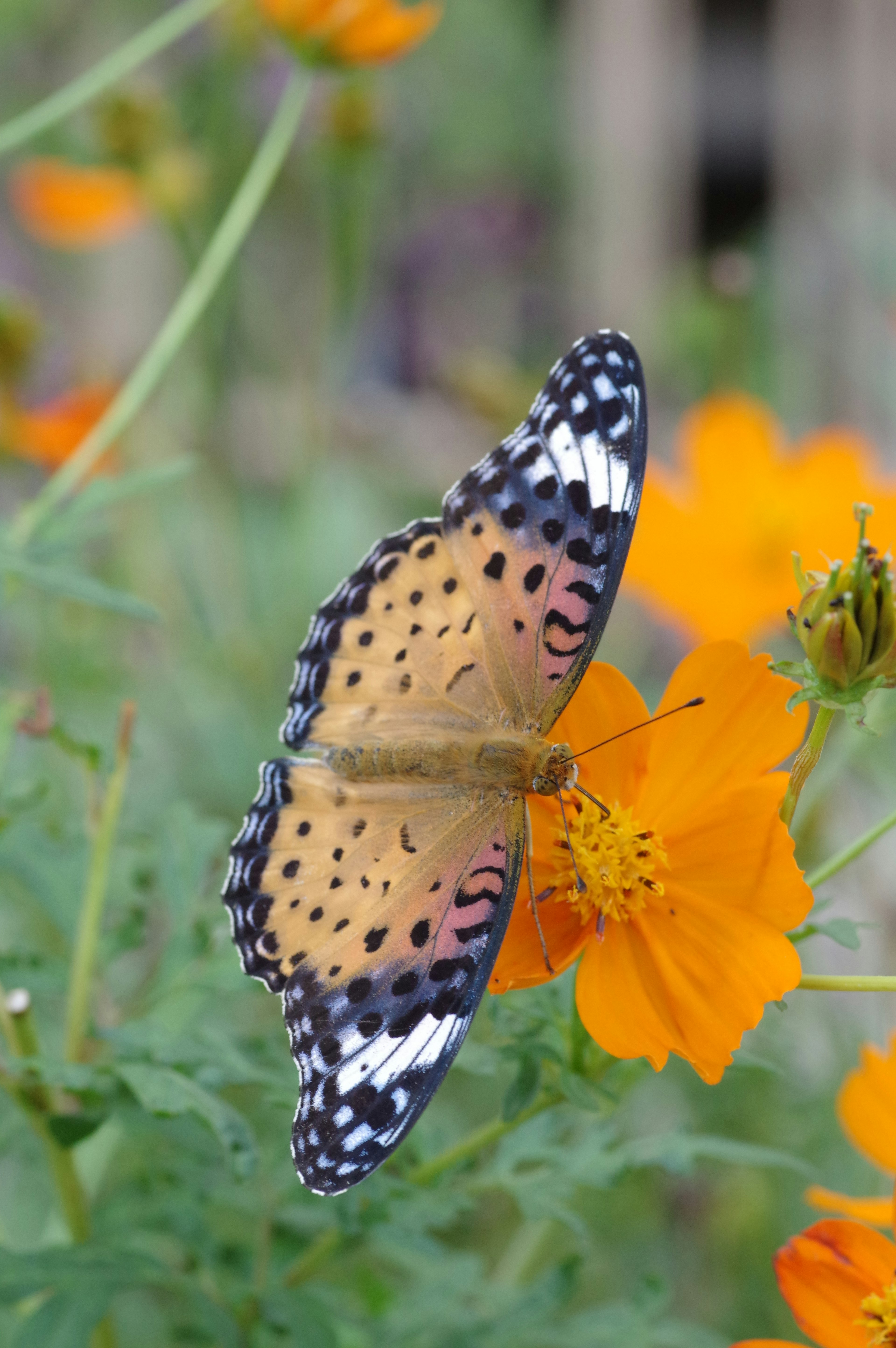 Una hermosa mariposa posada sobre una flor naranja