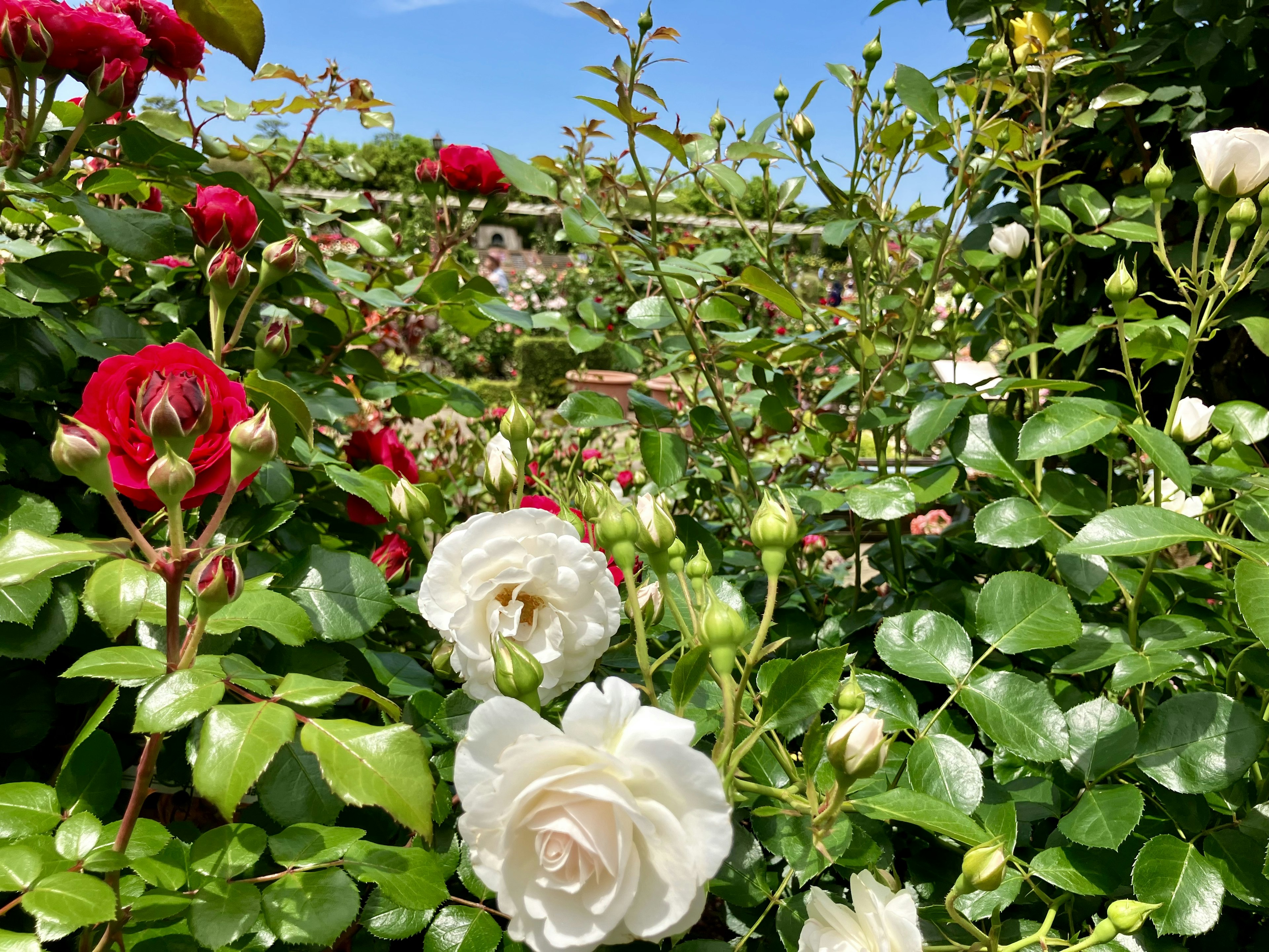 多彩なバラの花が咲く緑豊かな庭の風景