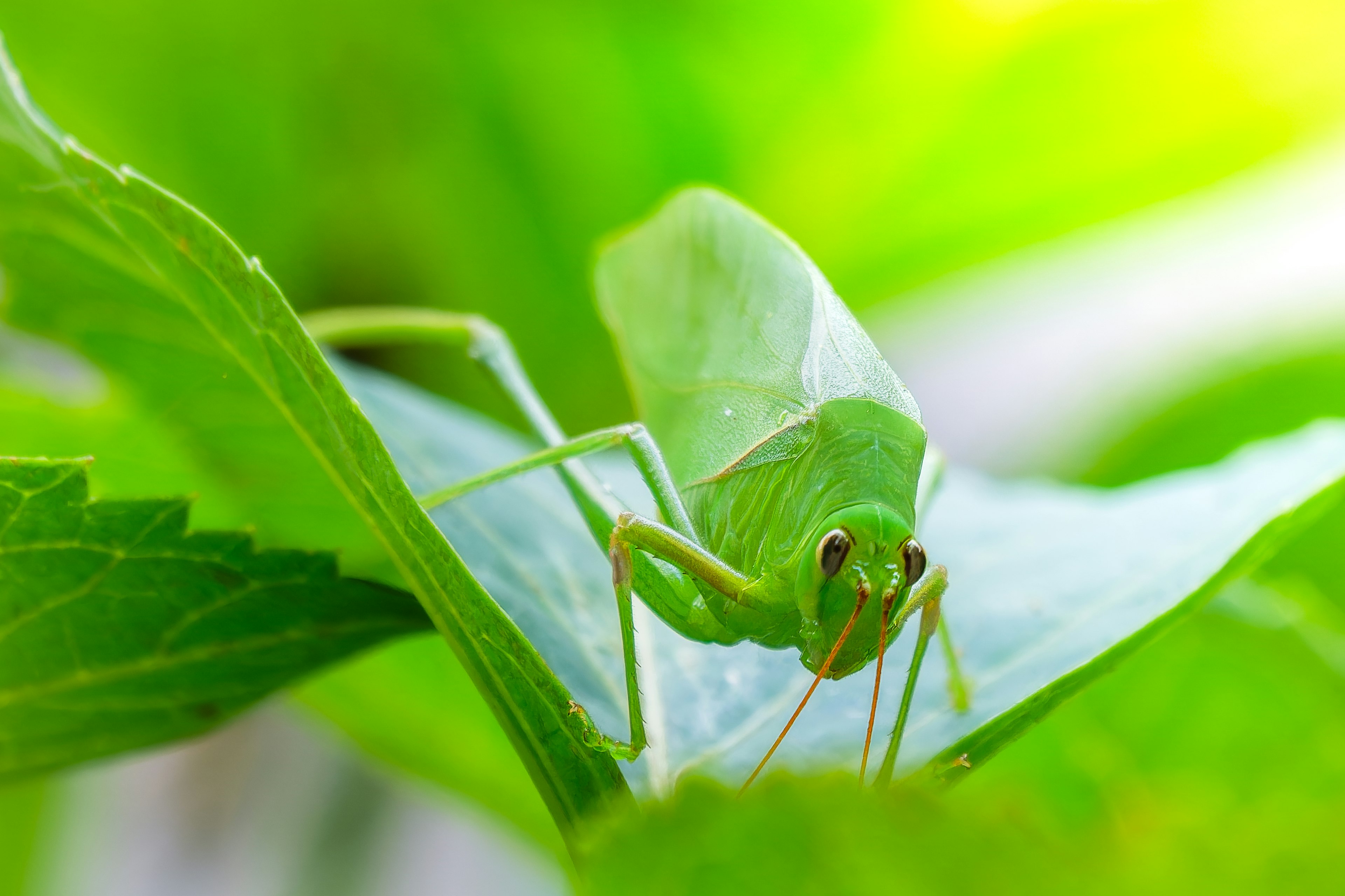 Primo piano di un grillo verde su foglie verdi