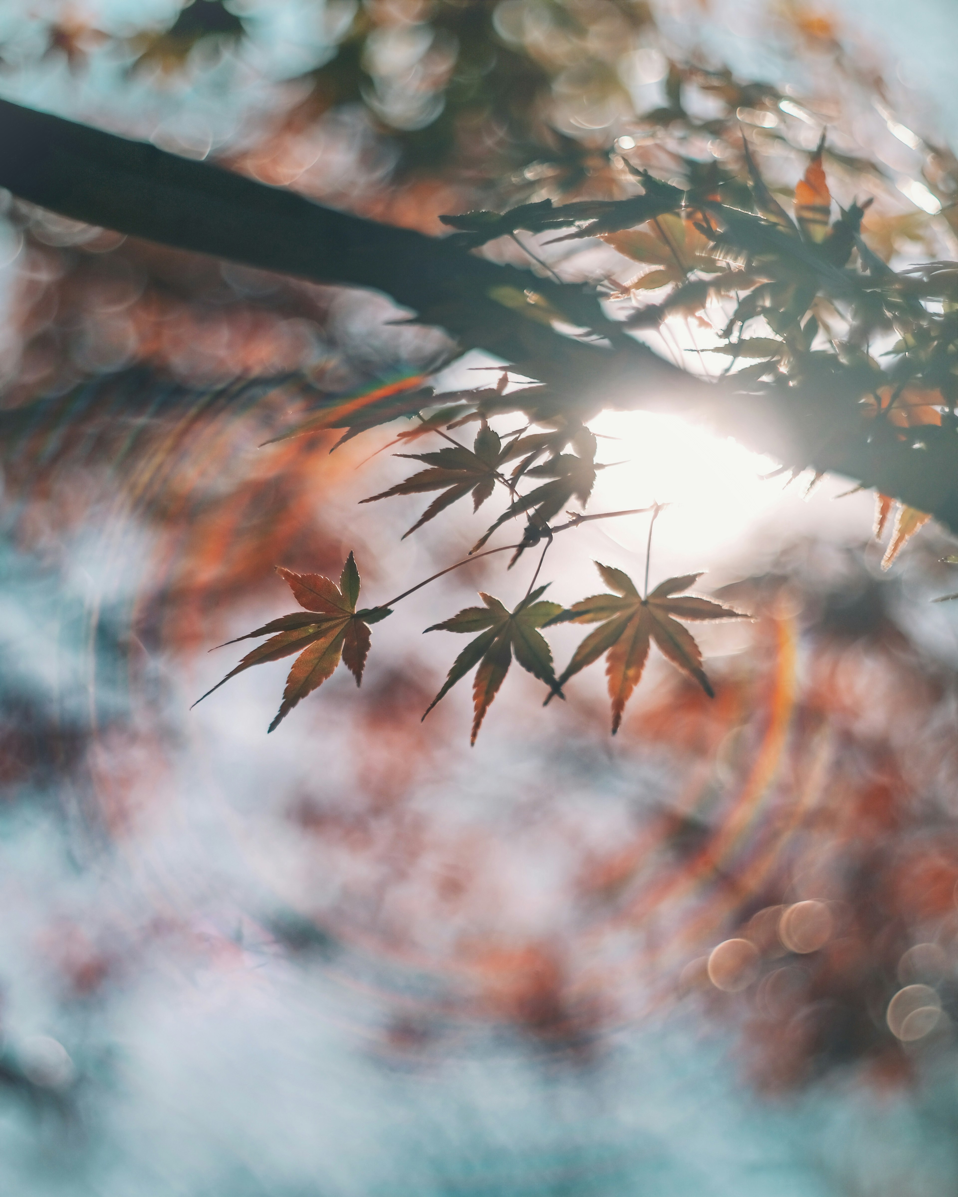 Feuilles d'automne filtrant la lumière du soleil dans un arrière-plan flou