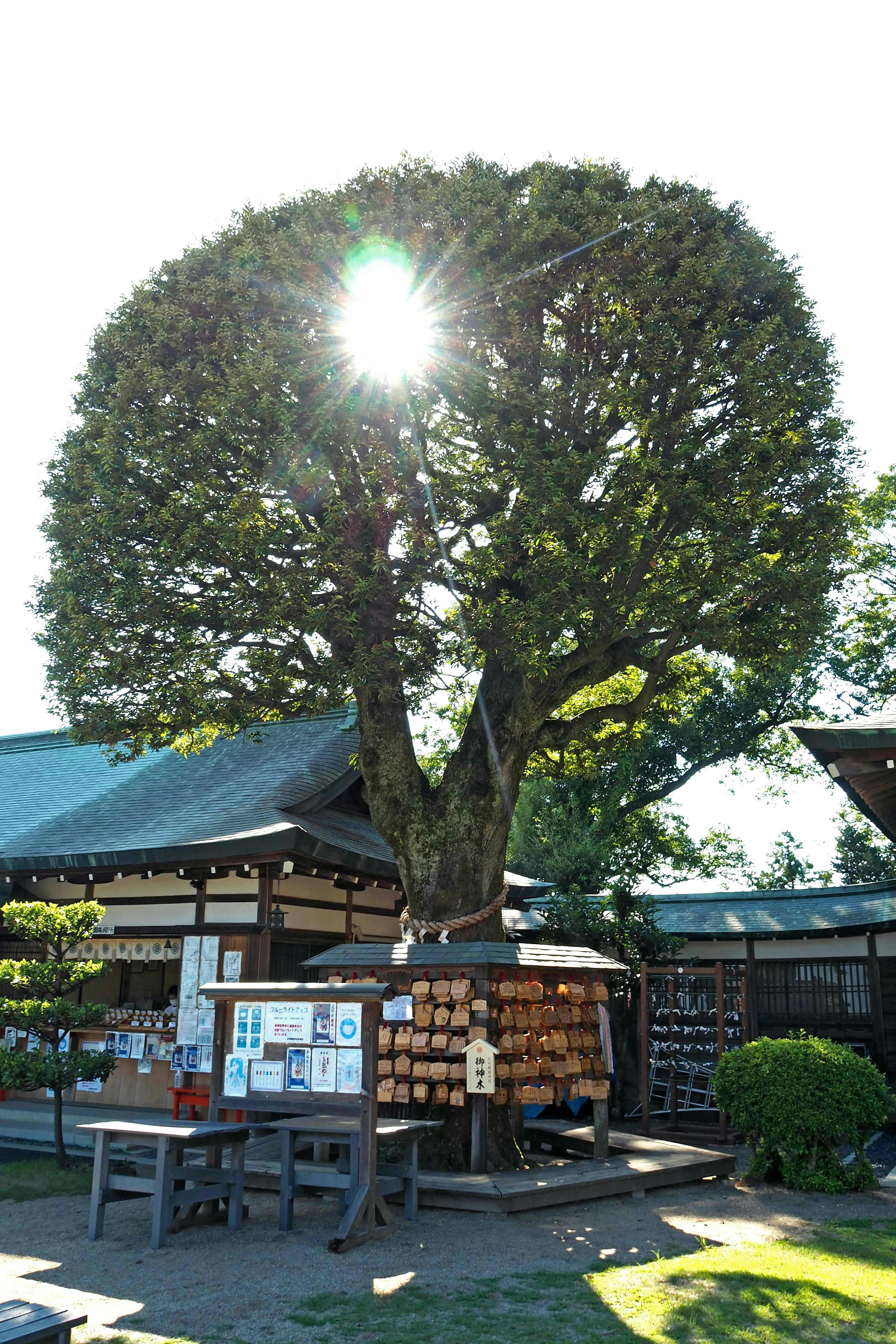 Pohon besar dengan kanopi bulat dekat bangunan tradisional Jepang