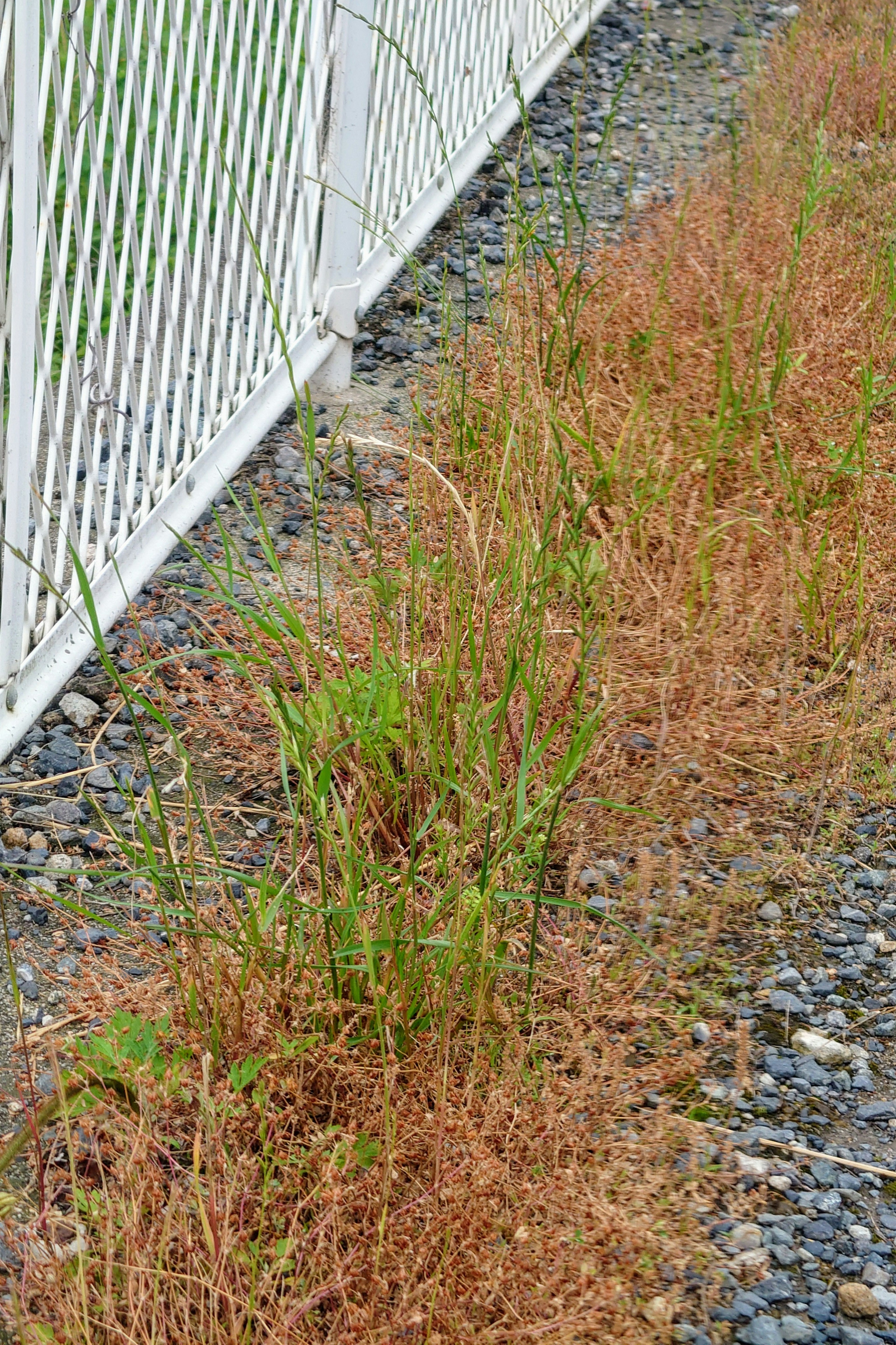 Brown and green grass growing beside a white fence