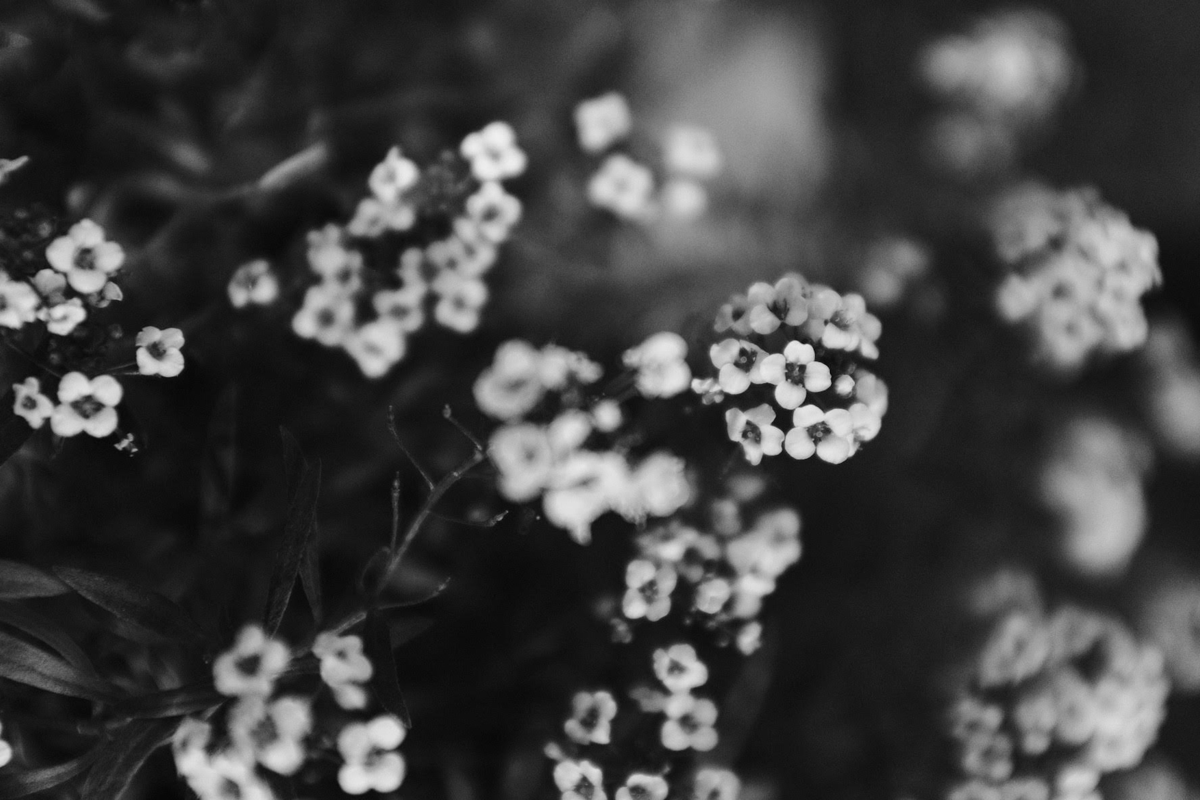 白黒の花のクローズアップ　小さな花が密集して咲いている様子