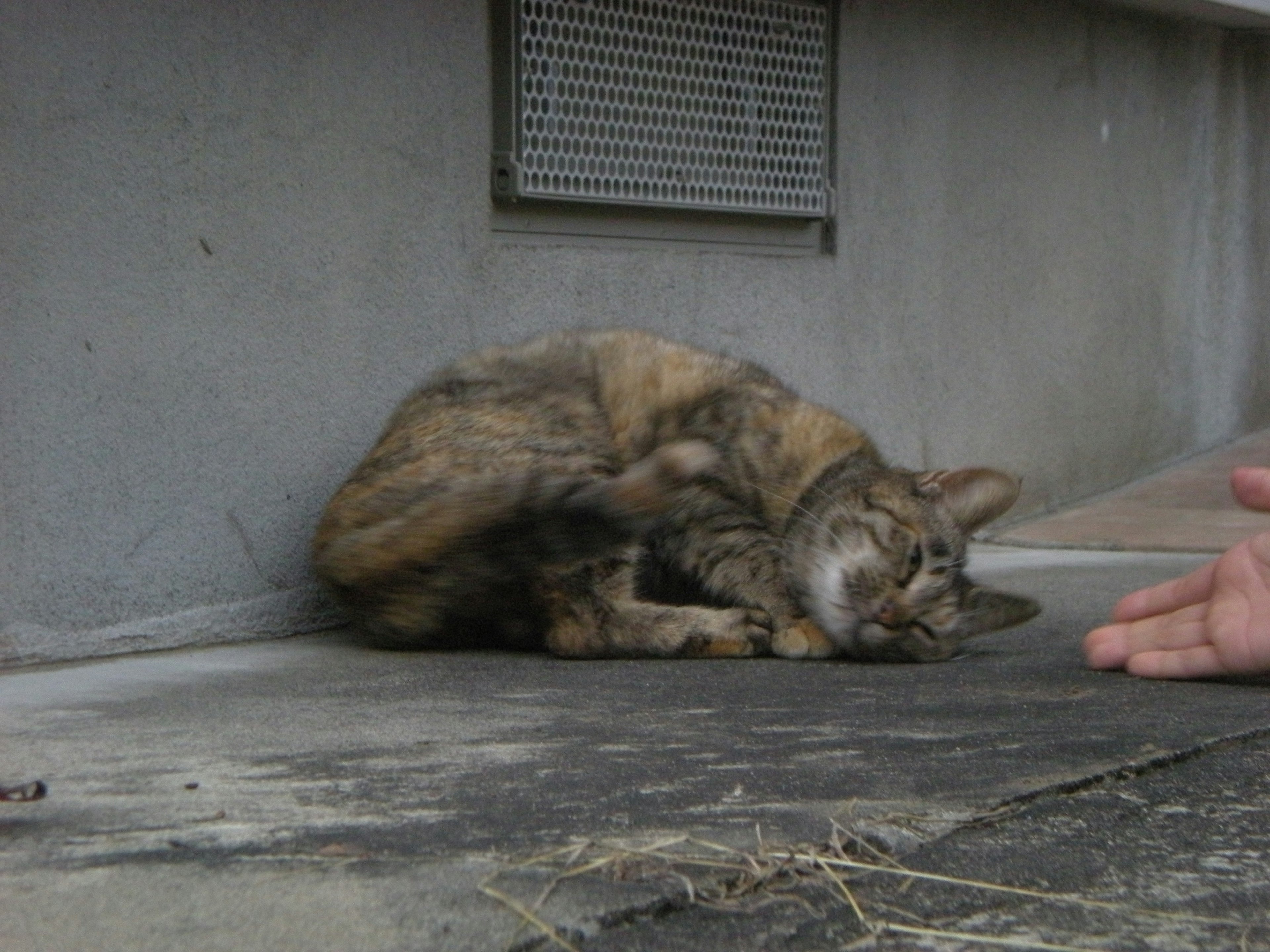 Un chat enroulé près de la main d'une personne qui s'approche