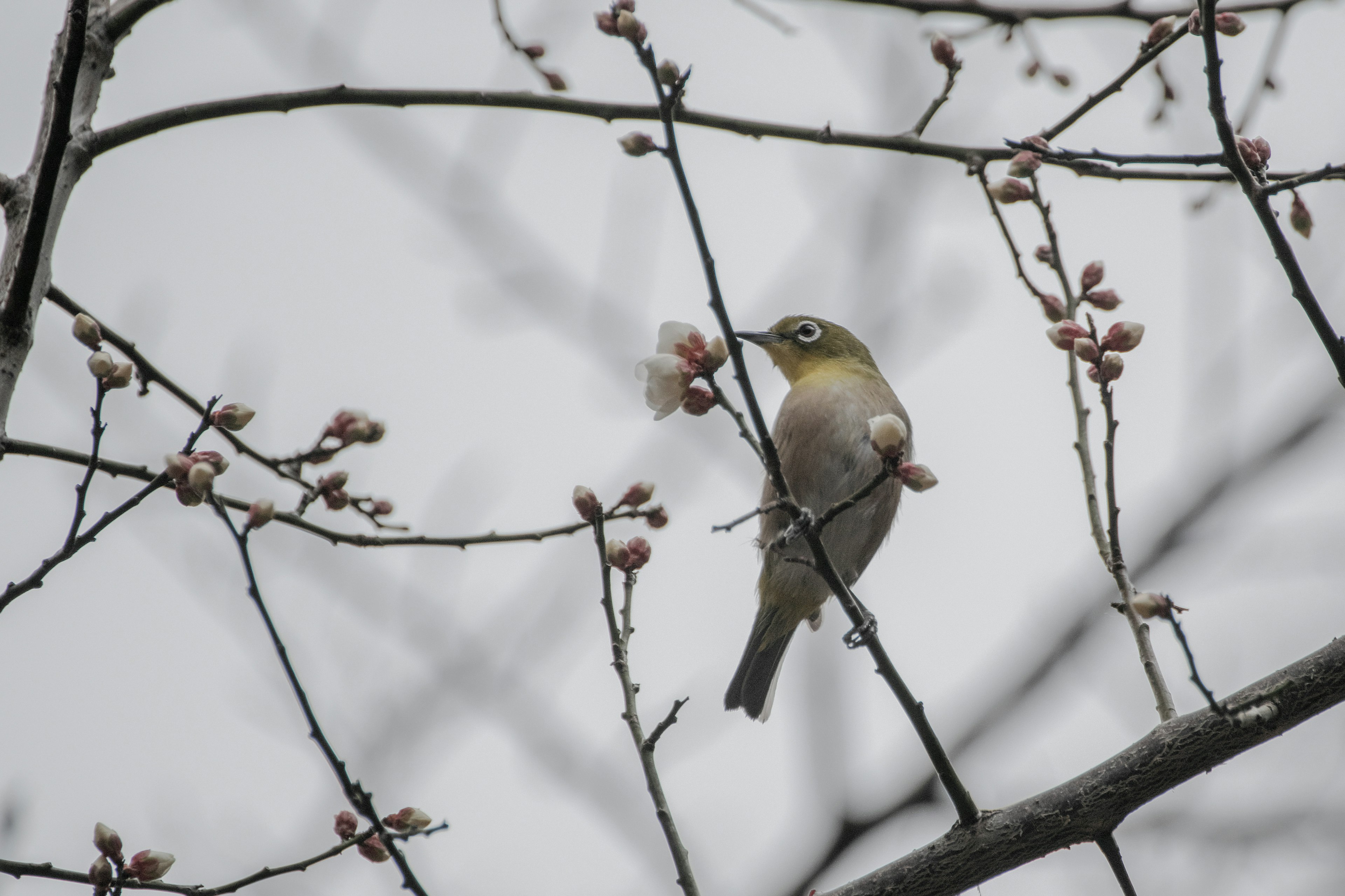 Un pequeño pájaro posado cerca de los brotes de cerezo