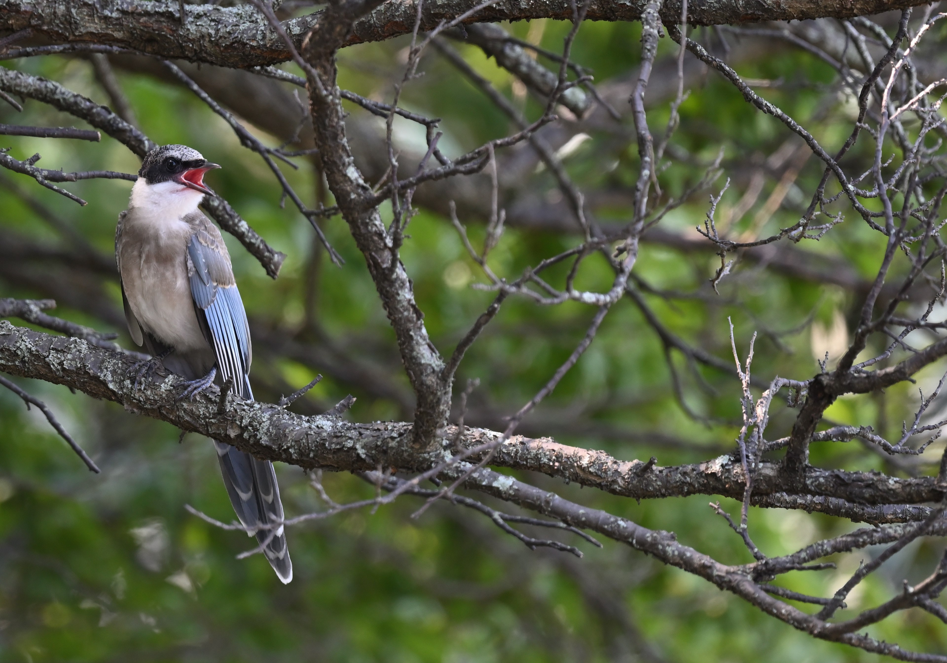 Un bel oiseau perché sur une branche chantant sur un fond vert