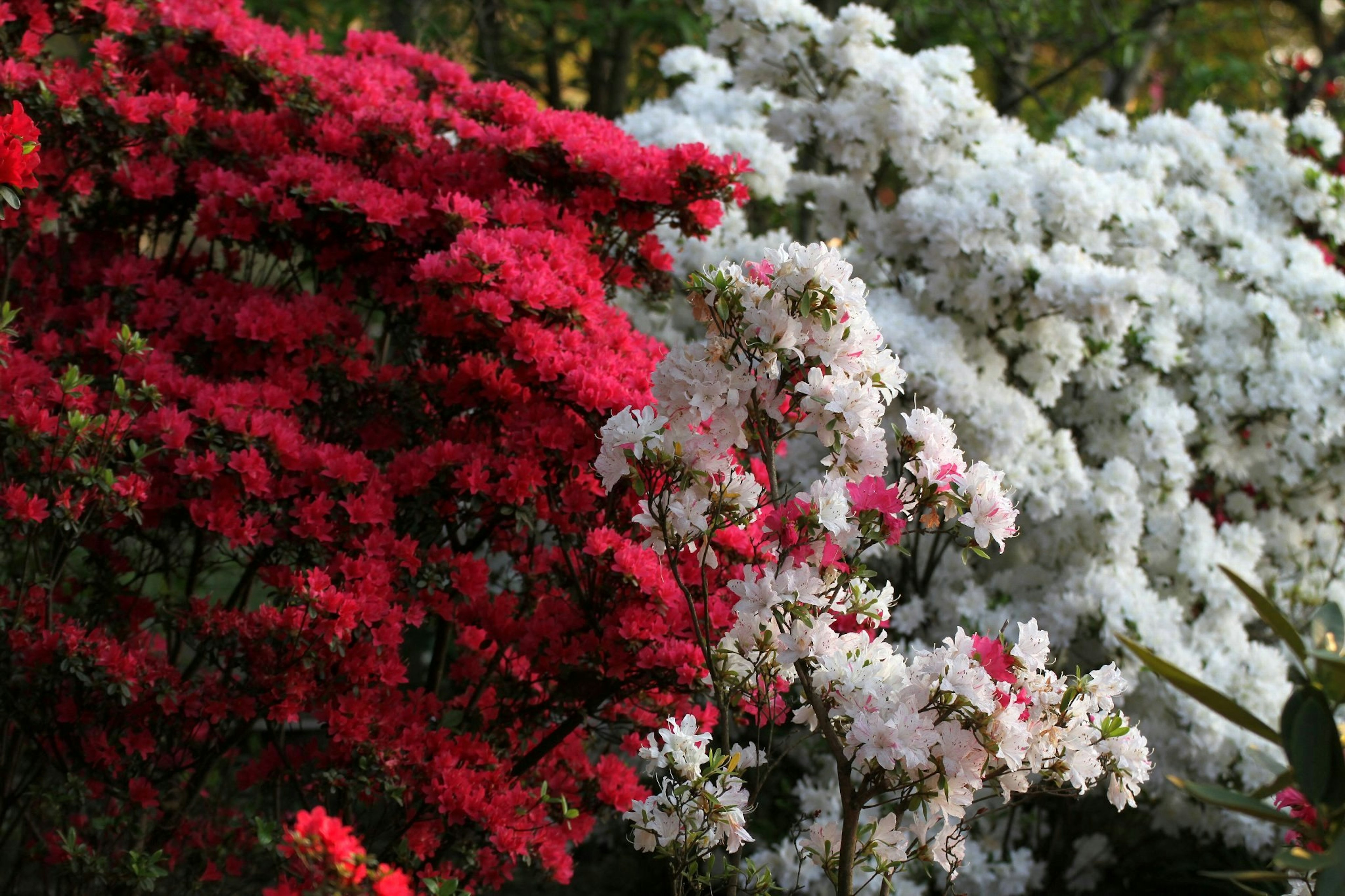 Paysage avec des azalées rouges et blanches en fleurs