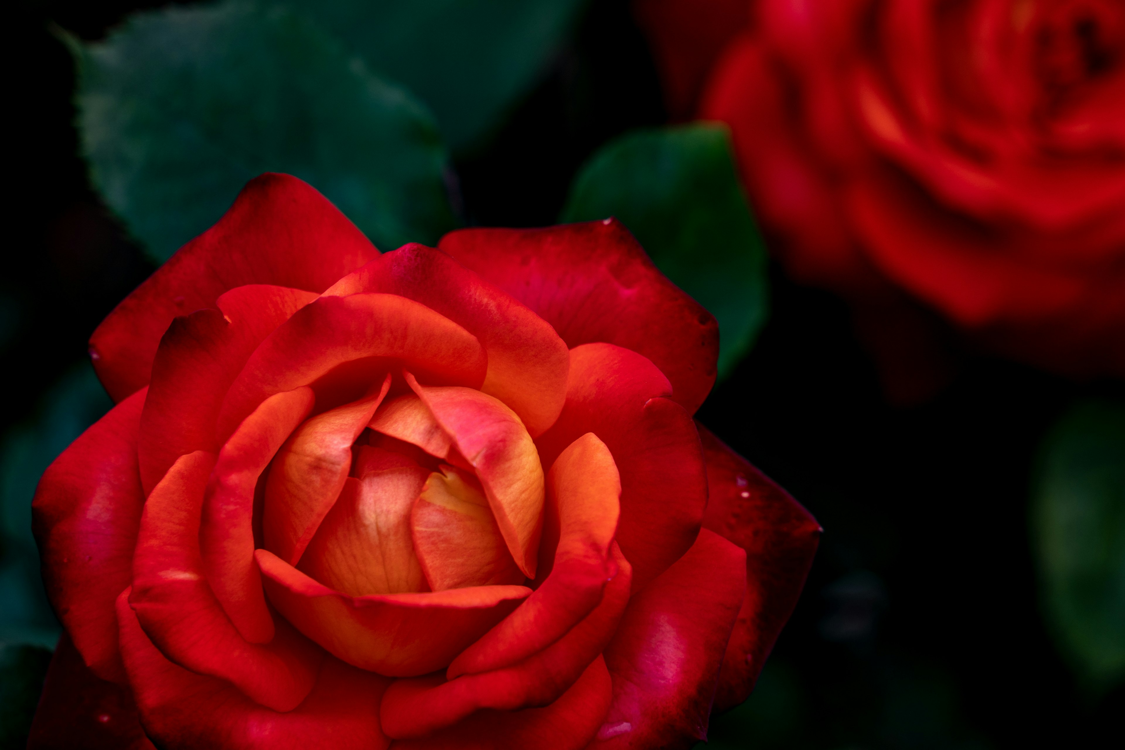 Nahaufnahme einer blühenden roten Rose mit komplizierten Blütenblättern